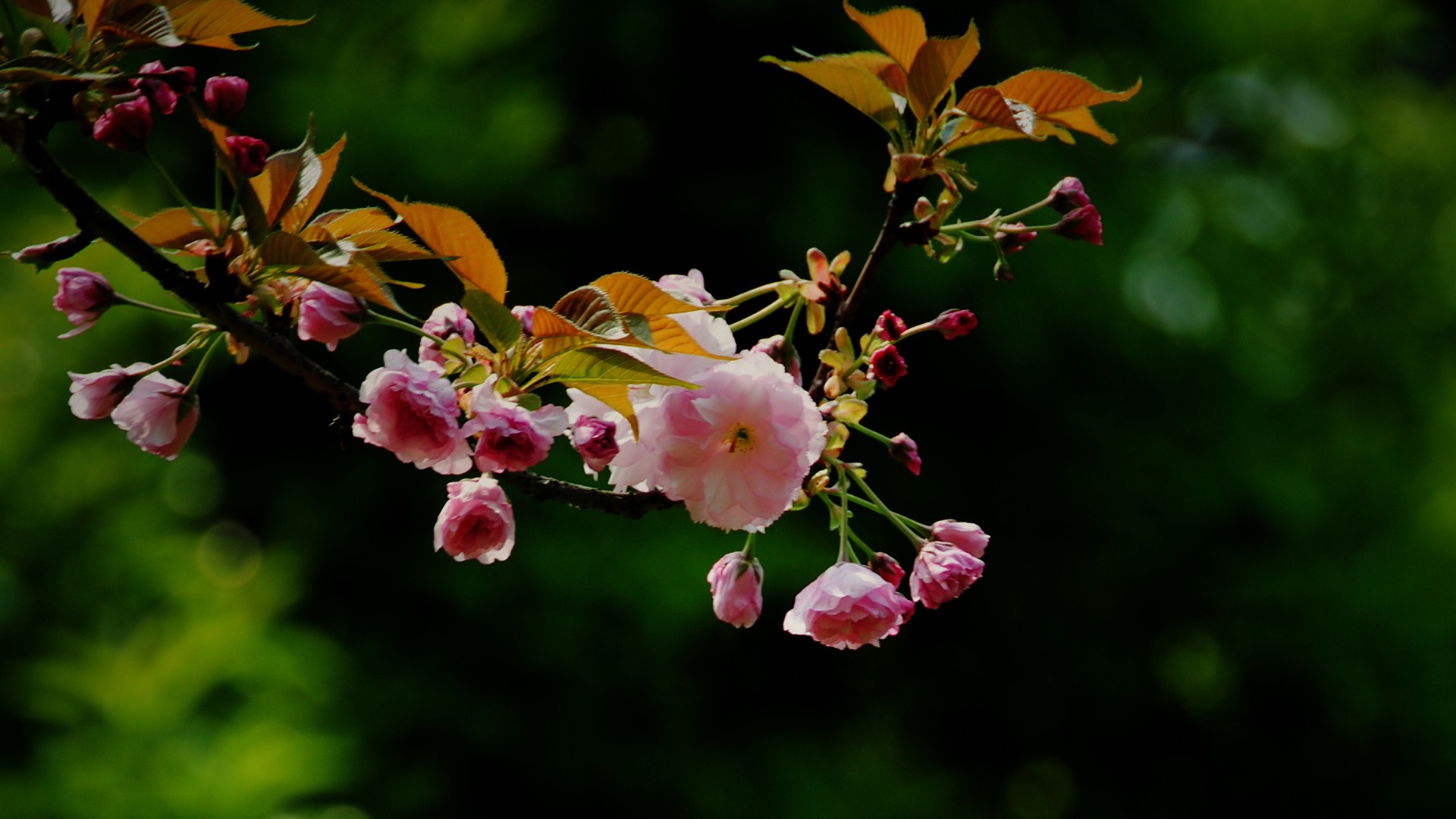 Эти цветы (Pretty в розовом 526 записей) #13 - 1920x1080