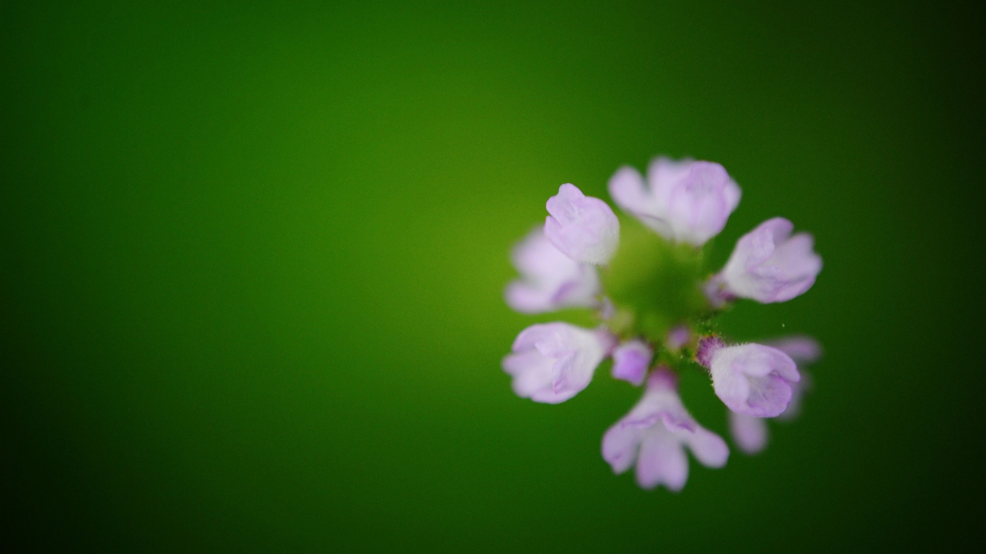 Květiny makro (Pretty in Pink 526 záznamů) #6 - 1920x1080