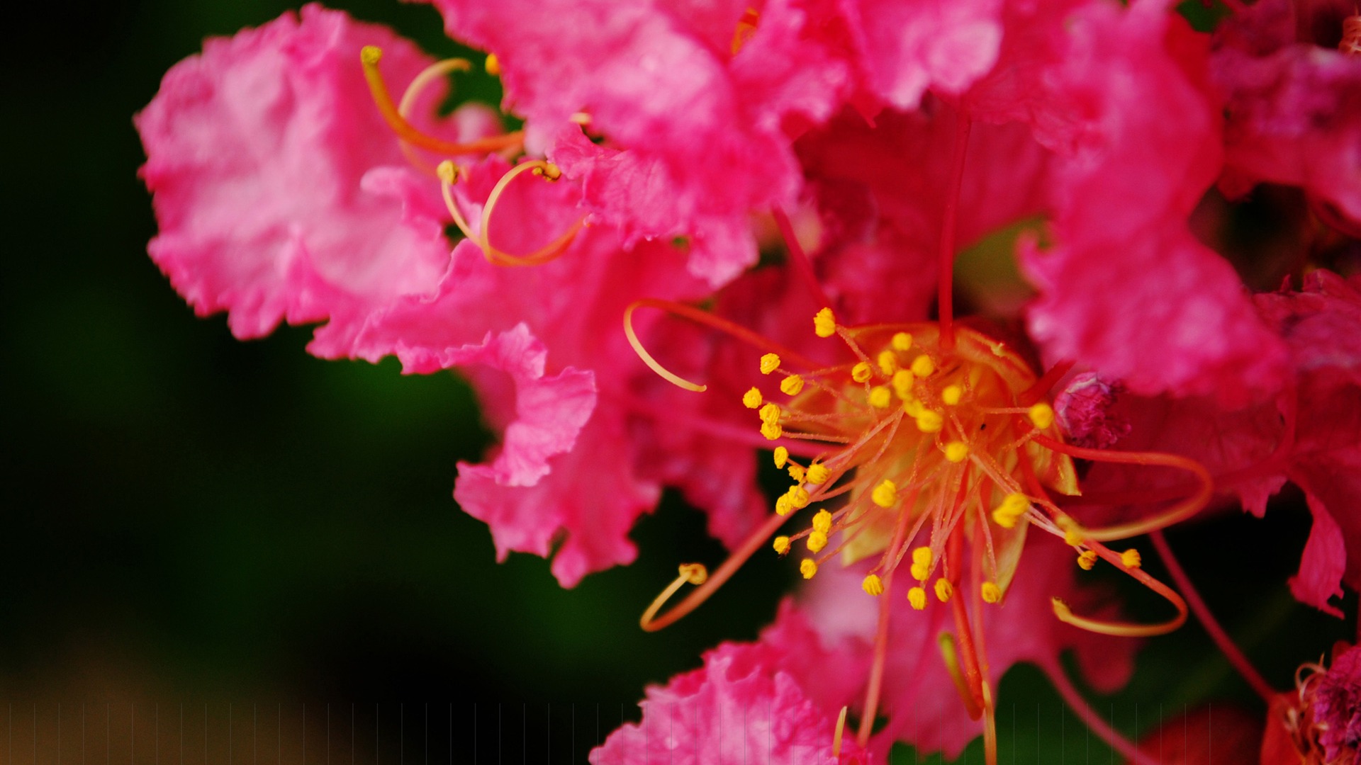 花（Pretty in Pinkで526エントリ） #3 - 1920x1080