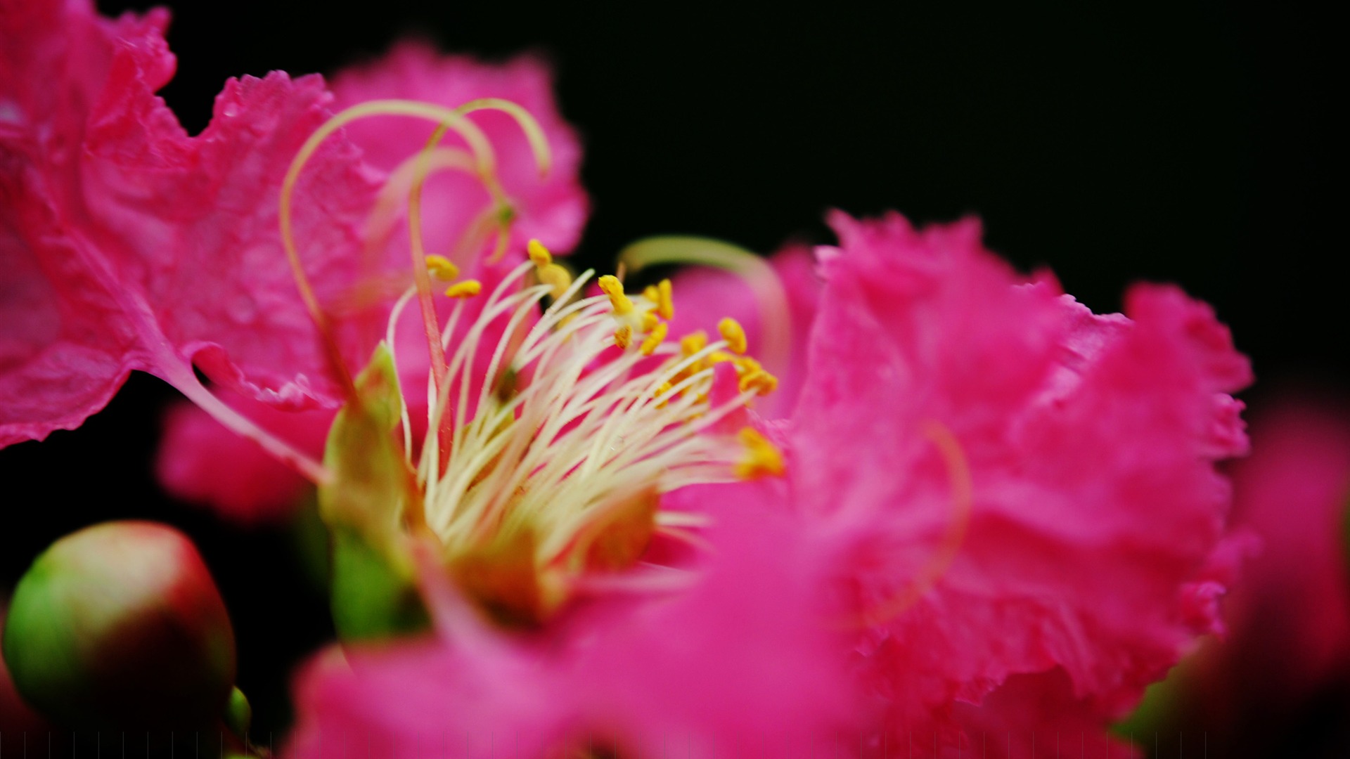 Flores (Pretty in Pink 526 registros) #16 - 1920x1080