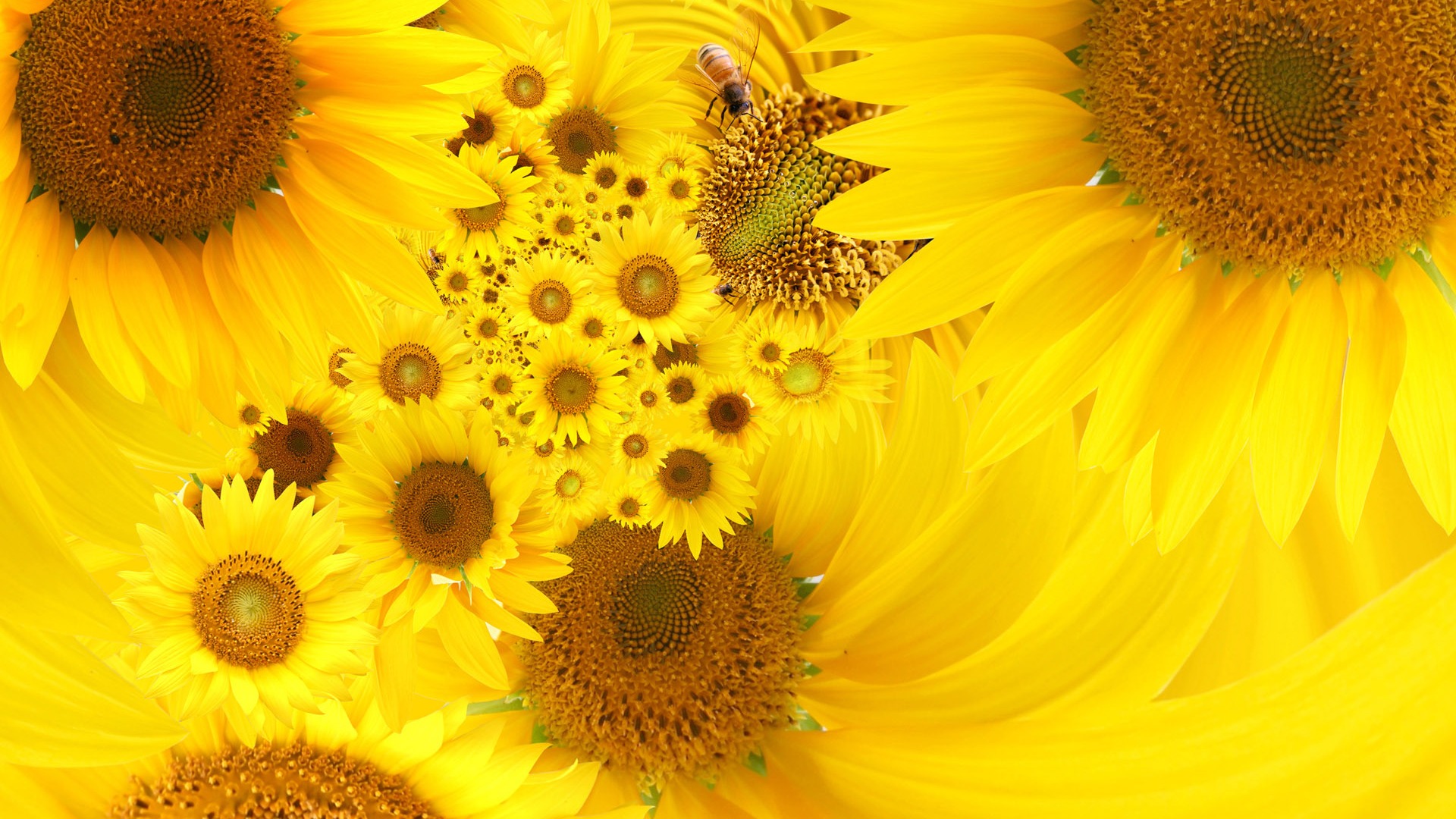 Beautiful sunflower close-up wallpaper (1) #19 - 1920x1080