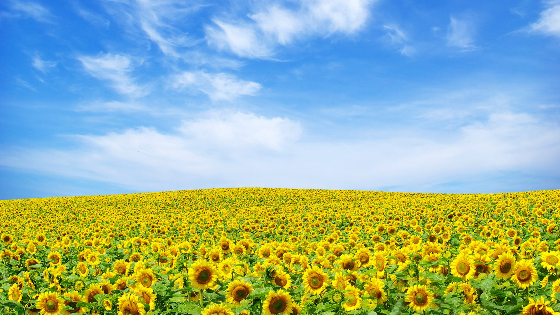 Beautiful sunflower close-up wallpaper (2) #4 - 1920x1080