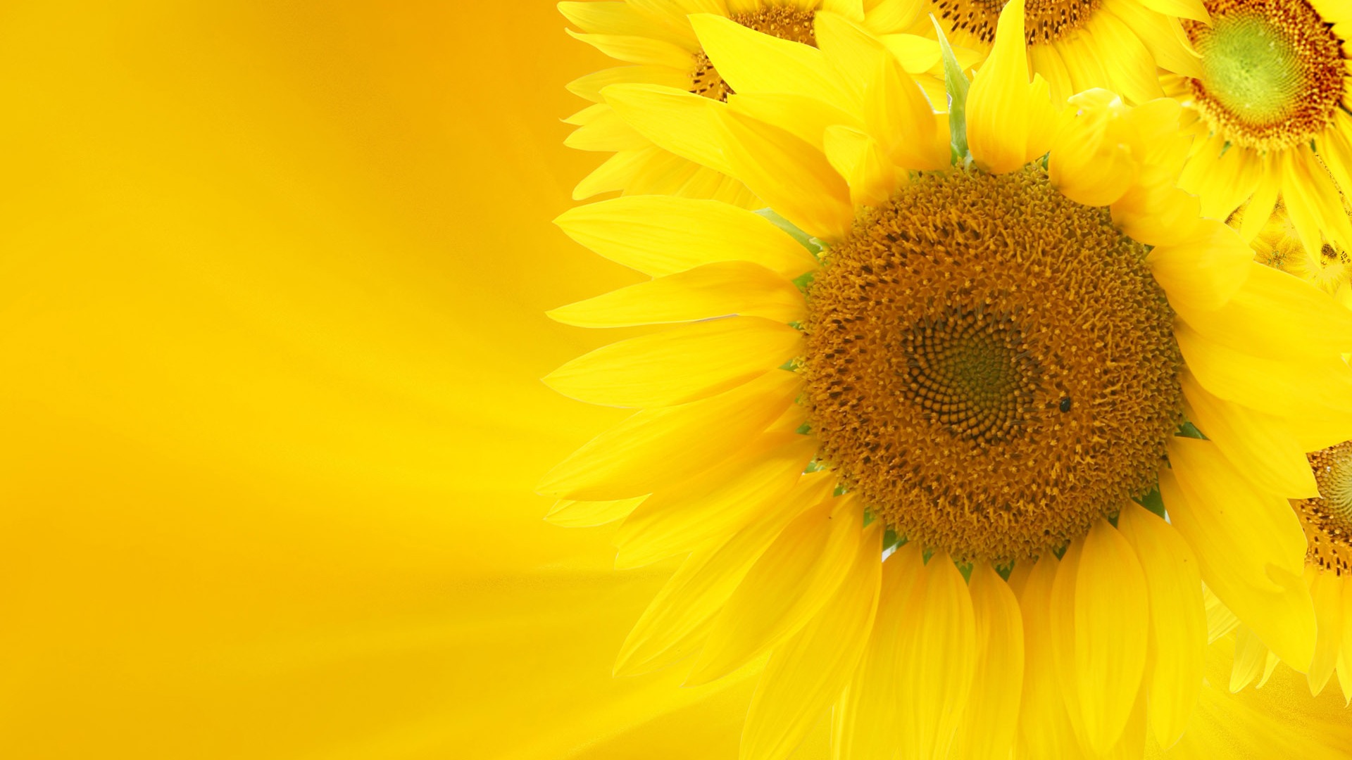 Beau fond d'écran de tournesol close-up (2) #15 - 1920x1080