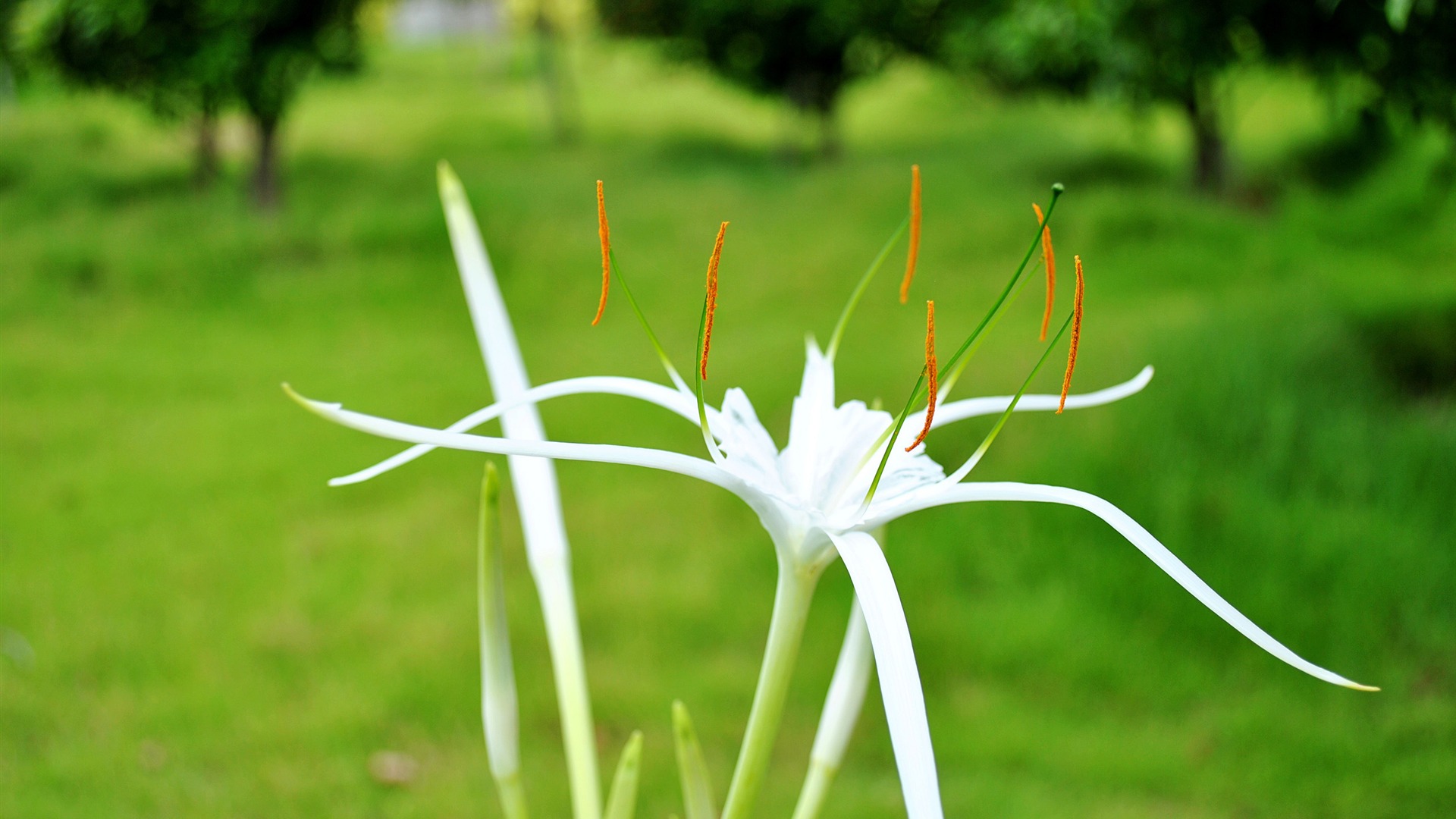 Macro Fleur Grass (2) (travaux genzhukou) #19 - 1920x1080