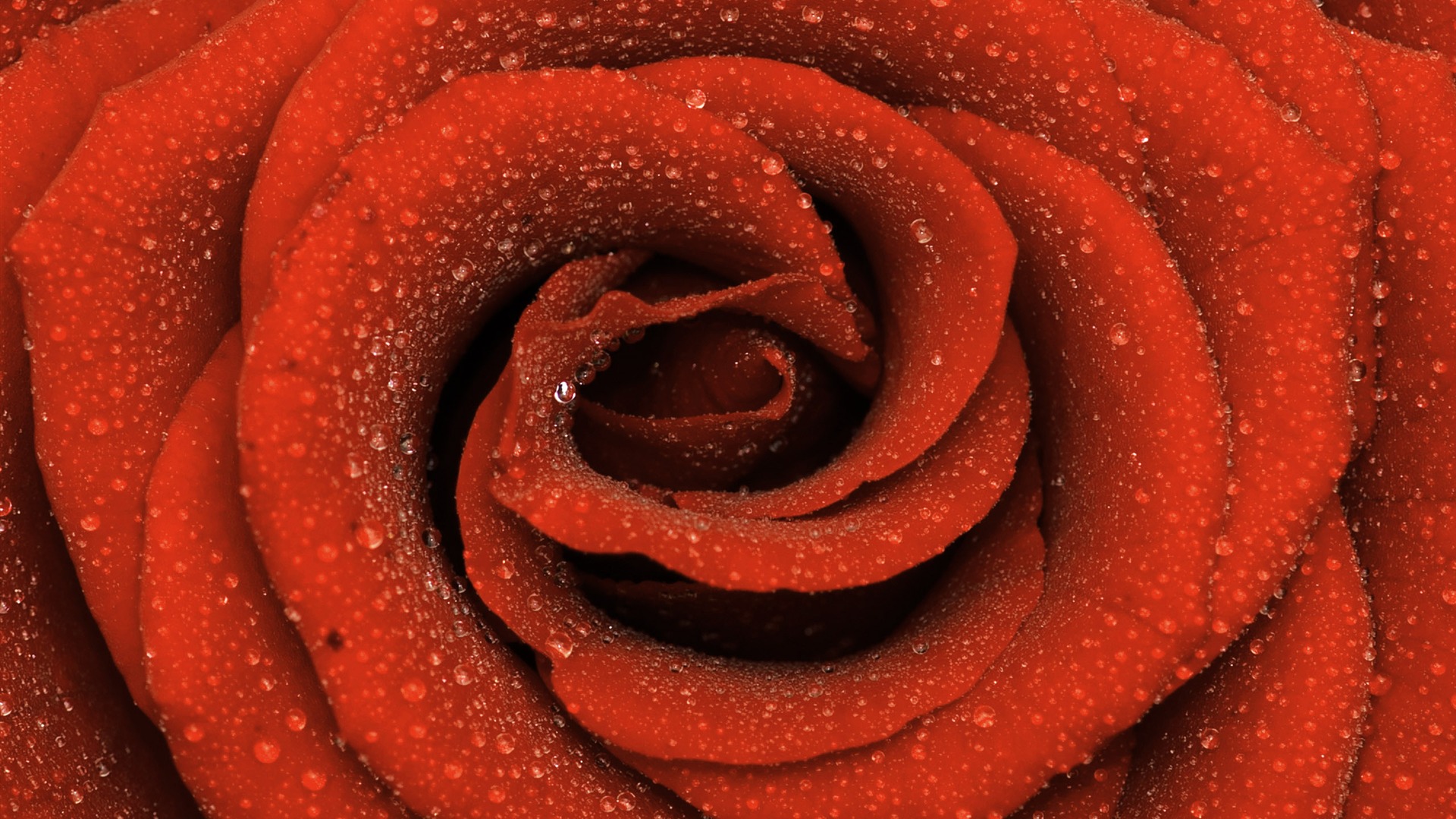 Velké Rose Foto tapety (6) #16 - 1920x1080