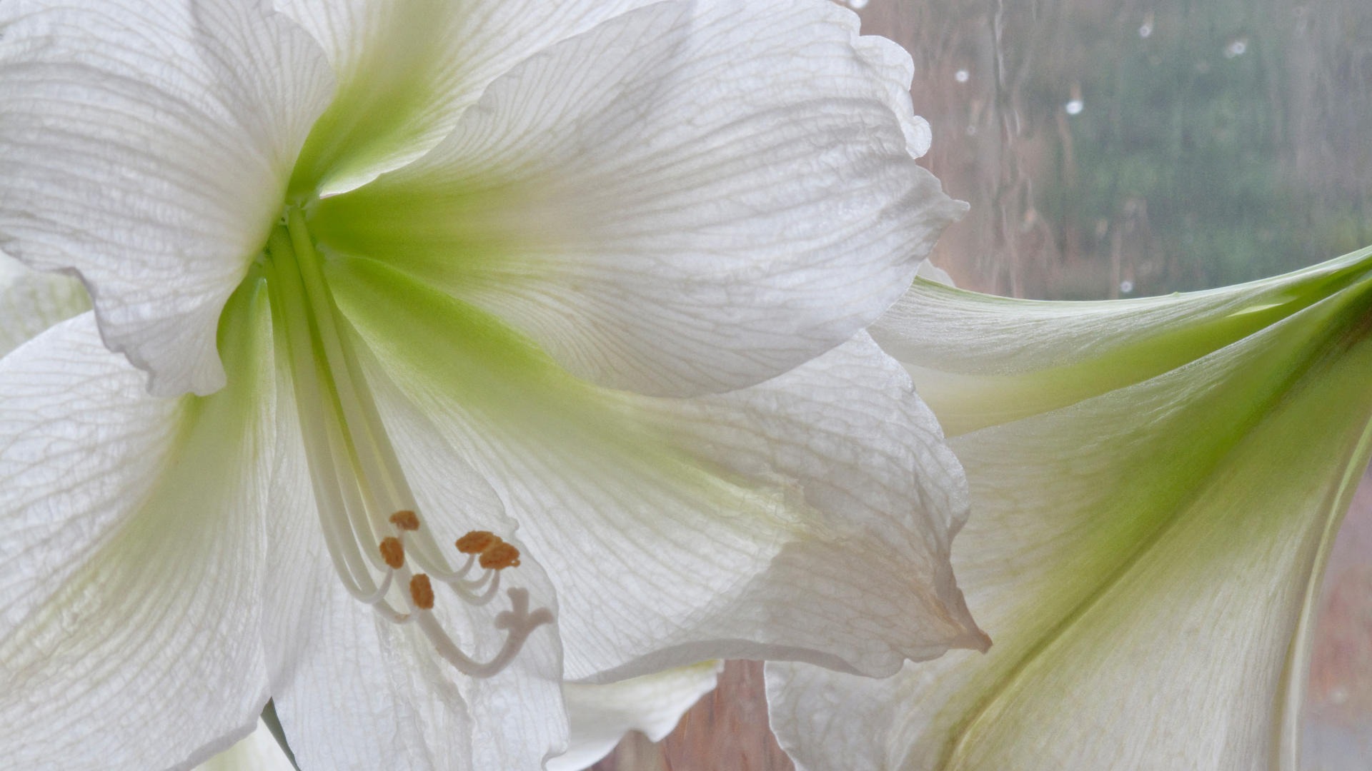 fleurs fond d'écran Widescreen close-up (14) #4 - 1920x1080