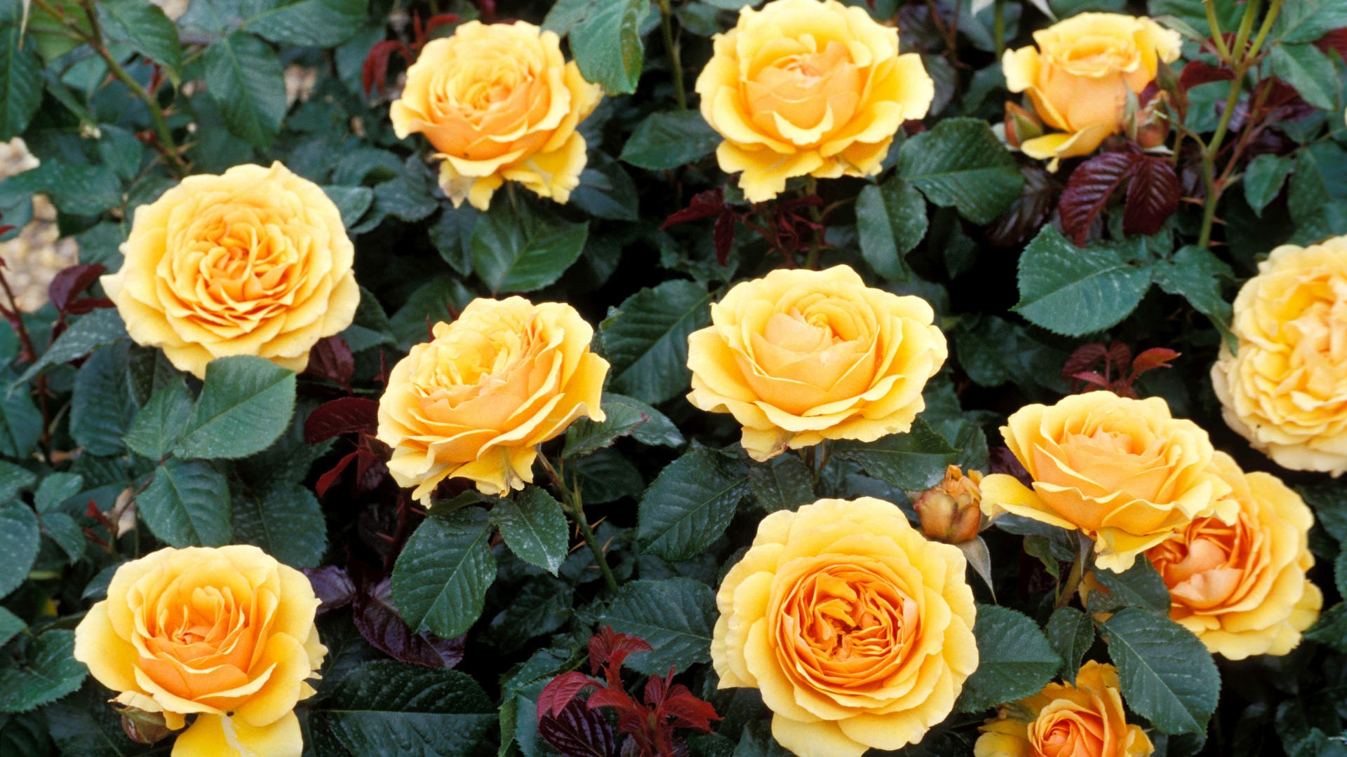 fleurs fond d'écran Widescreen close-up (14) #6 - 1920x1080