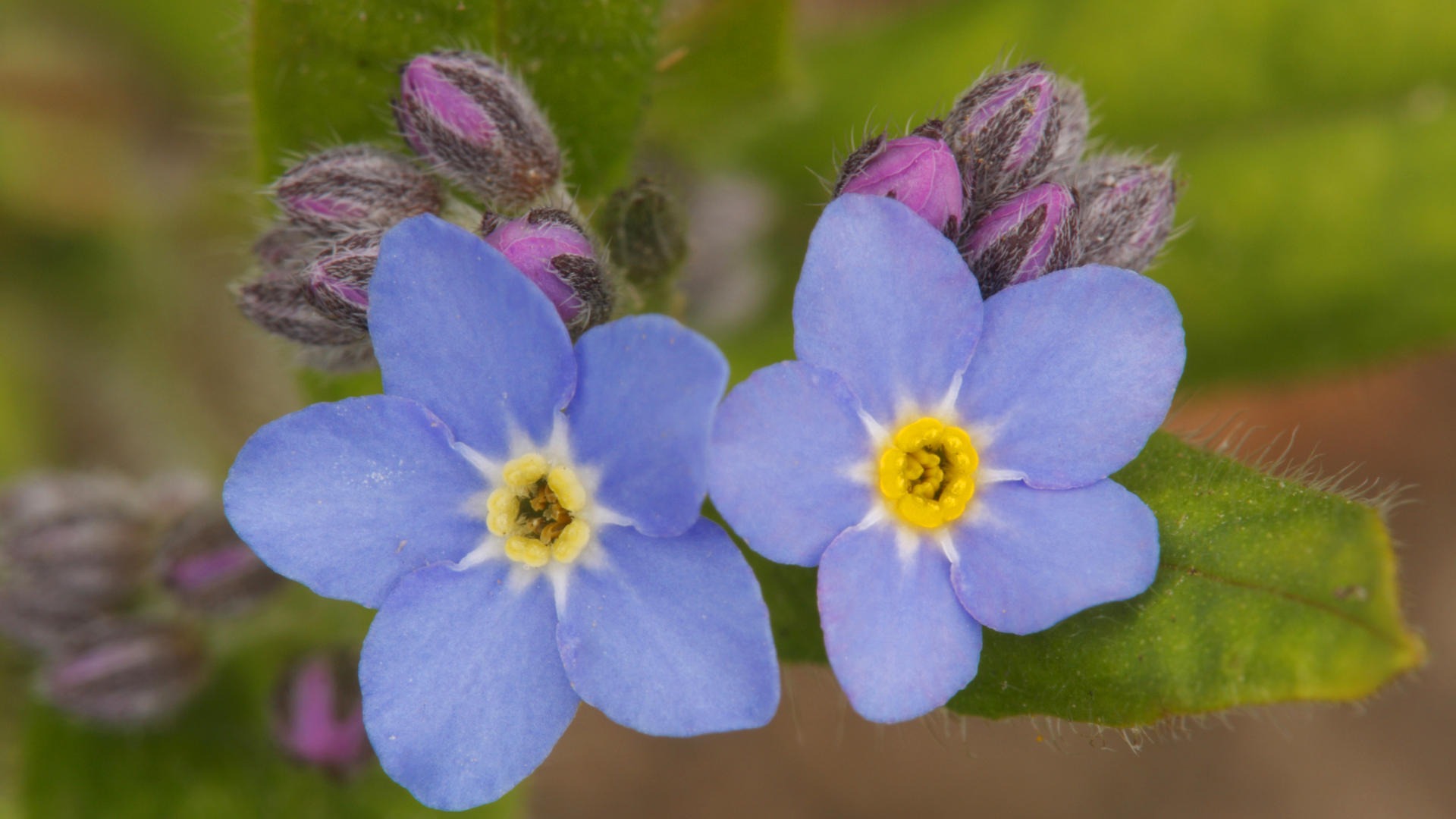 Widescreen-Wallpaper Blumen close-up (14) #17 - 1920x1080