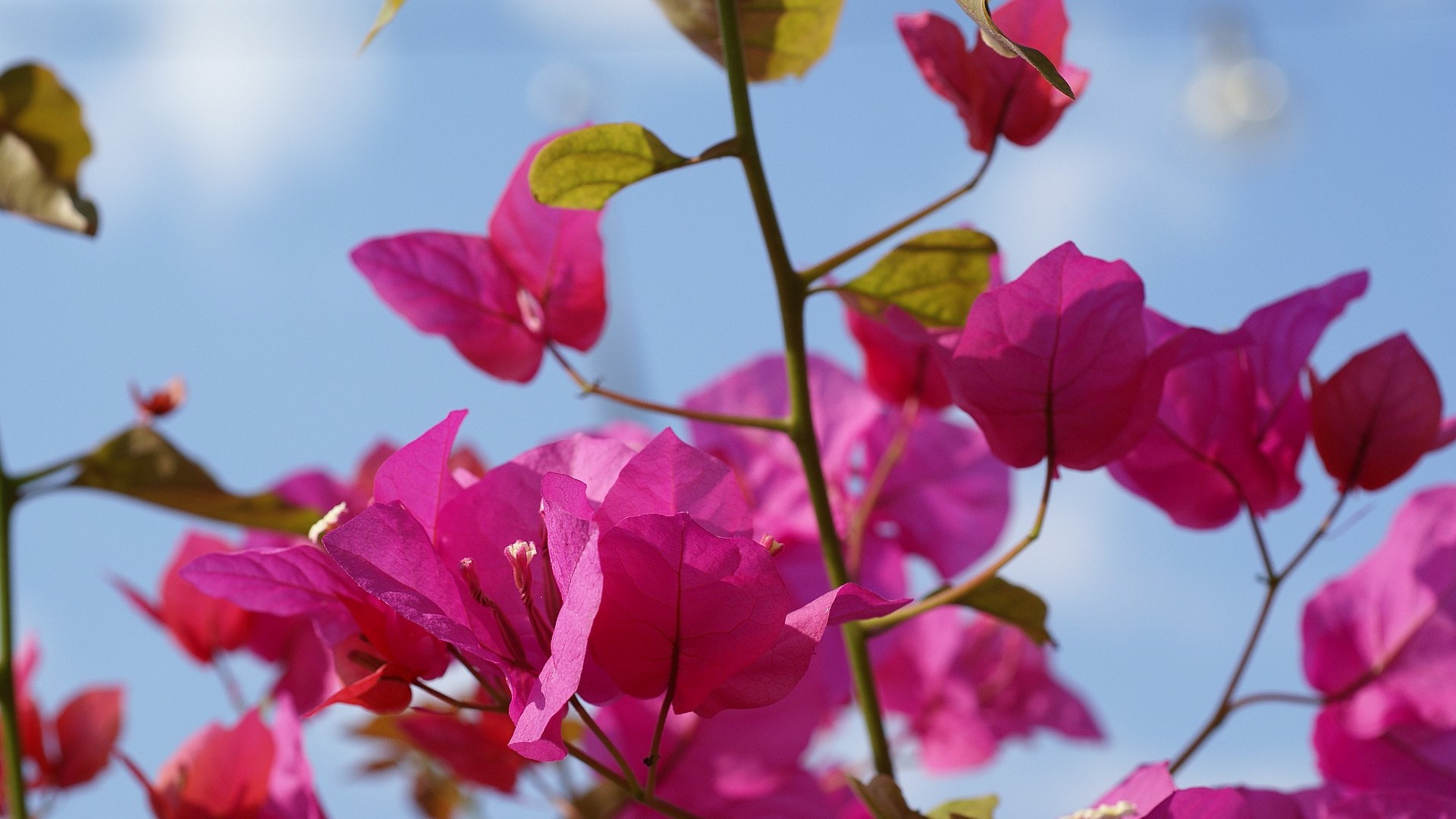 fondos de escritorio de flores con pantalla ancha de cerca (16) #7 - 1920x1080