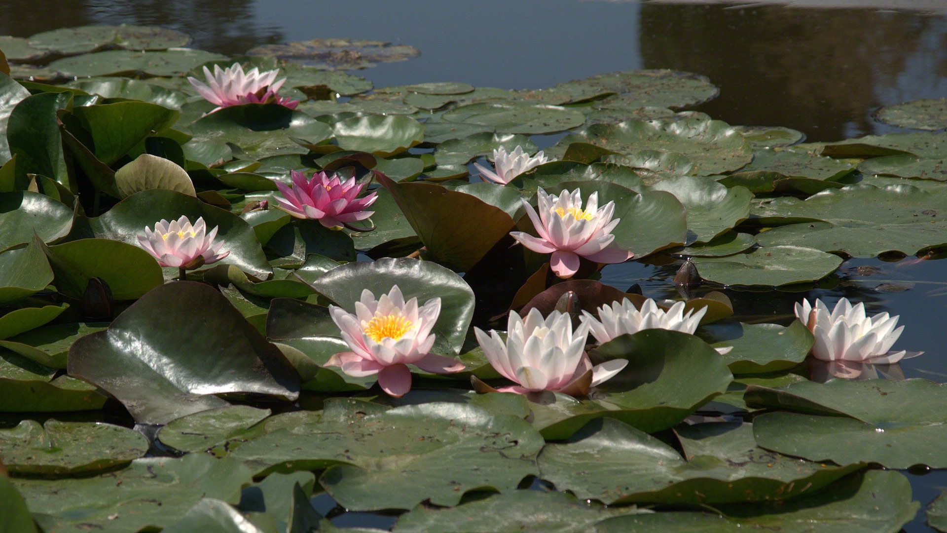 Water Lily 睡莲 高清壁纸7 - 1920x1080