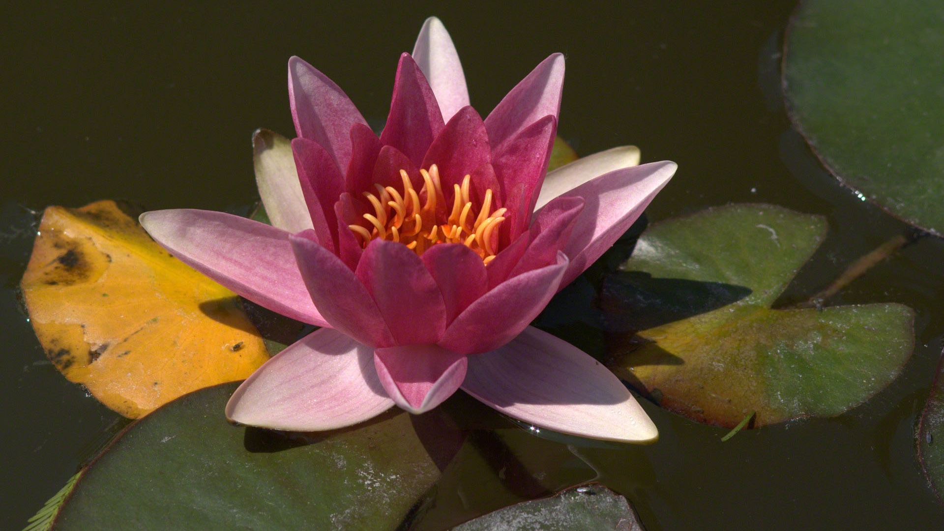 Water Lily wallpaper HD #9 - 1920x1080