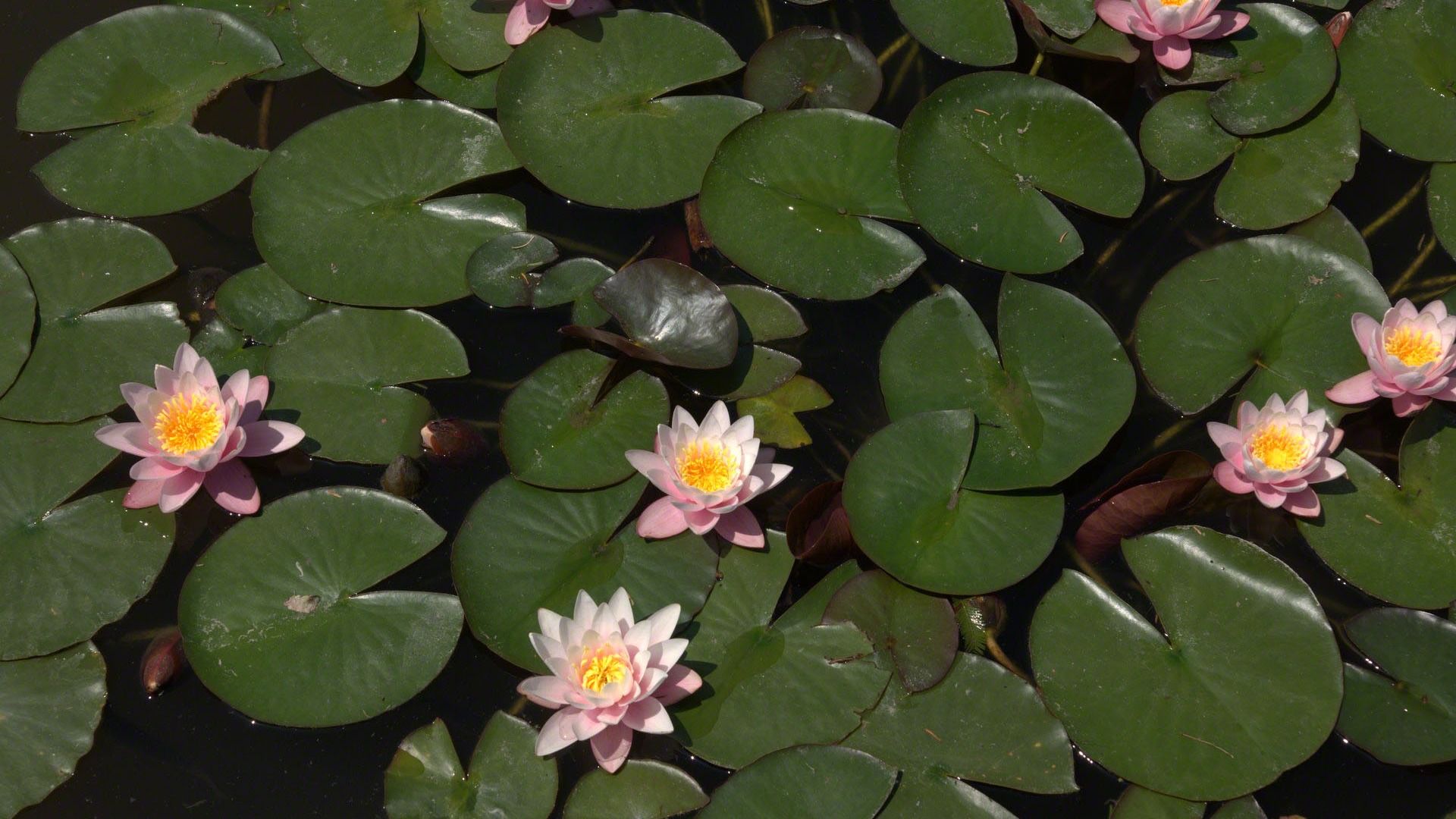 Water Lily 睡莲 高清壁纸10 - 1920x1080