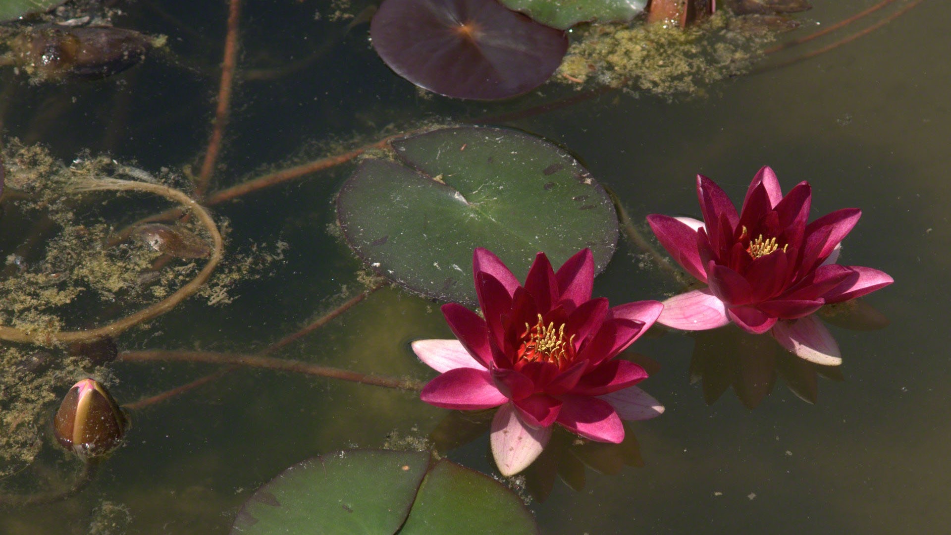 Water Lily 睡莲 高清壁纸16 - 1920x1080