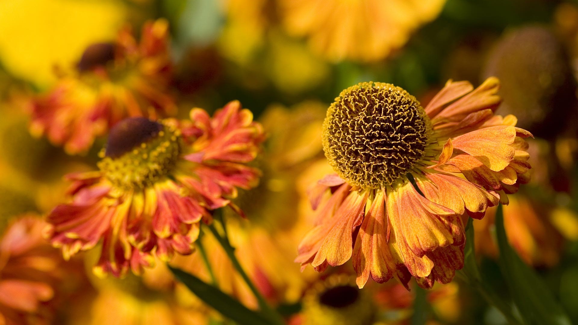 ワイドスクリーンの壁紙の花に近い(22)を開く #4 - 1920x1080