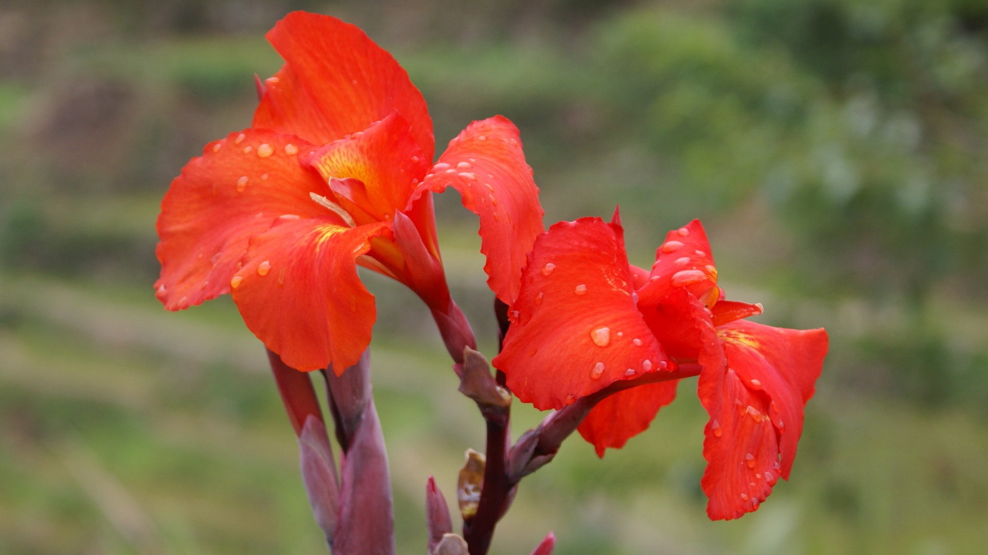 Widescreen-Wallpaper Blumen close-up (25) #20 - 1920x1080