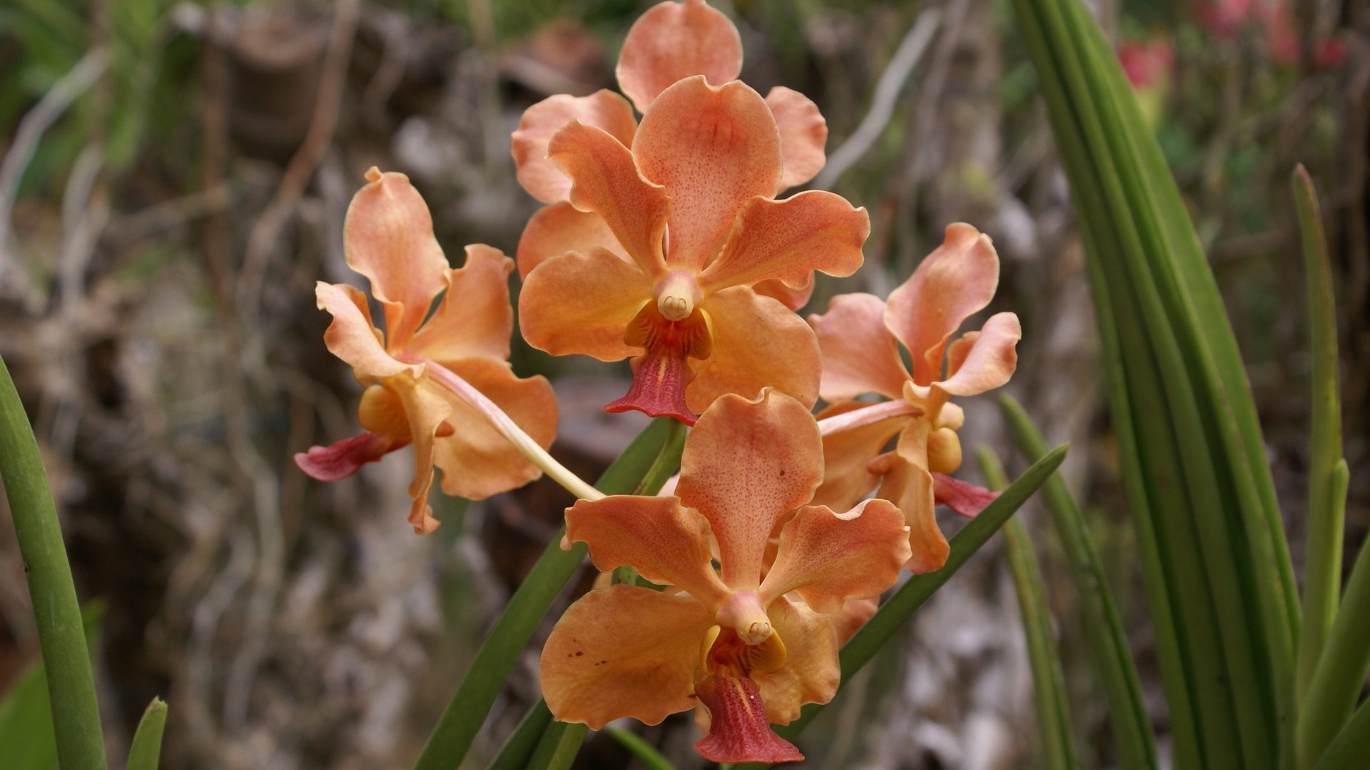 Орхидея обои фото (1) #18 - 1920x1080