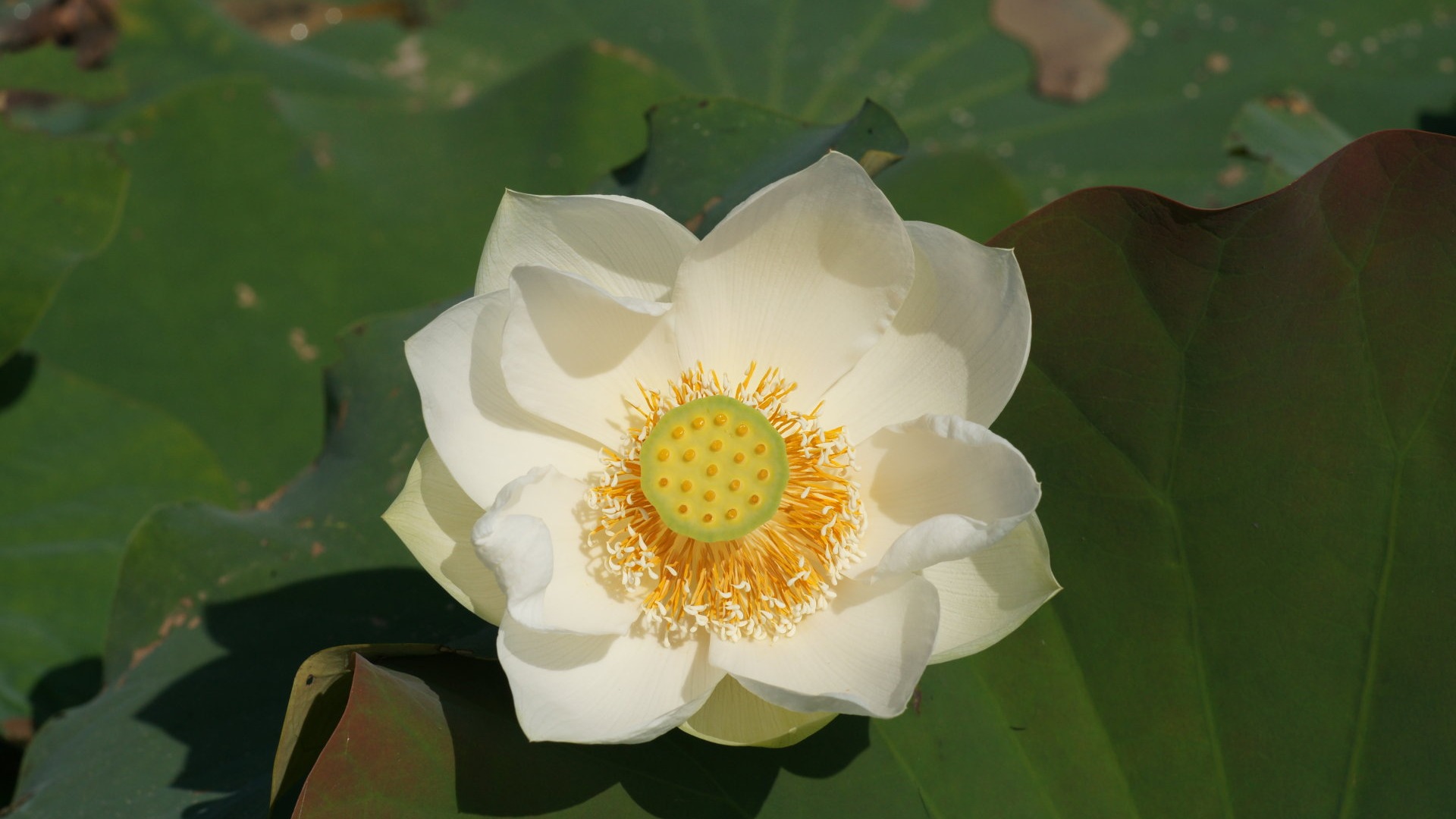 Lotus photo wallpaper (1) #13 - 1920x1080