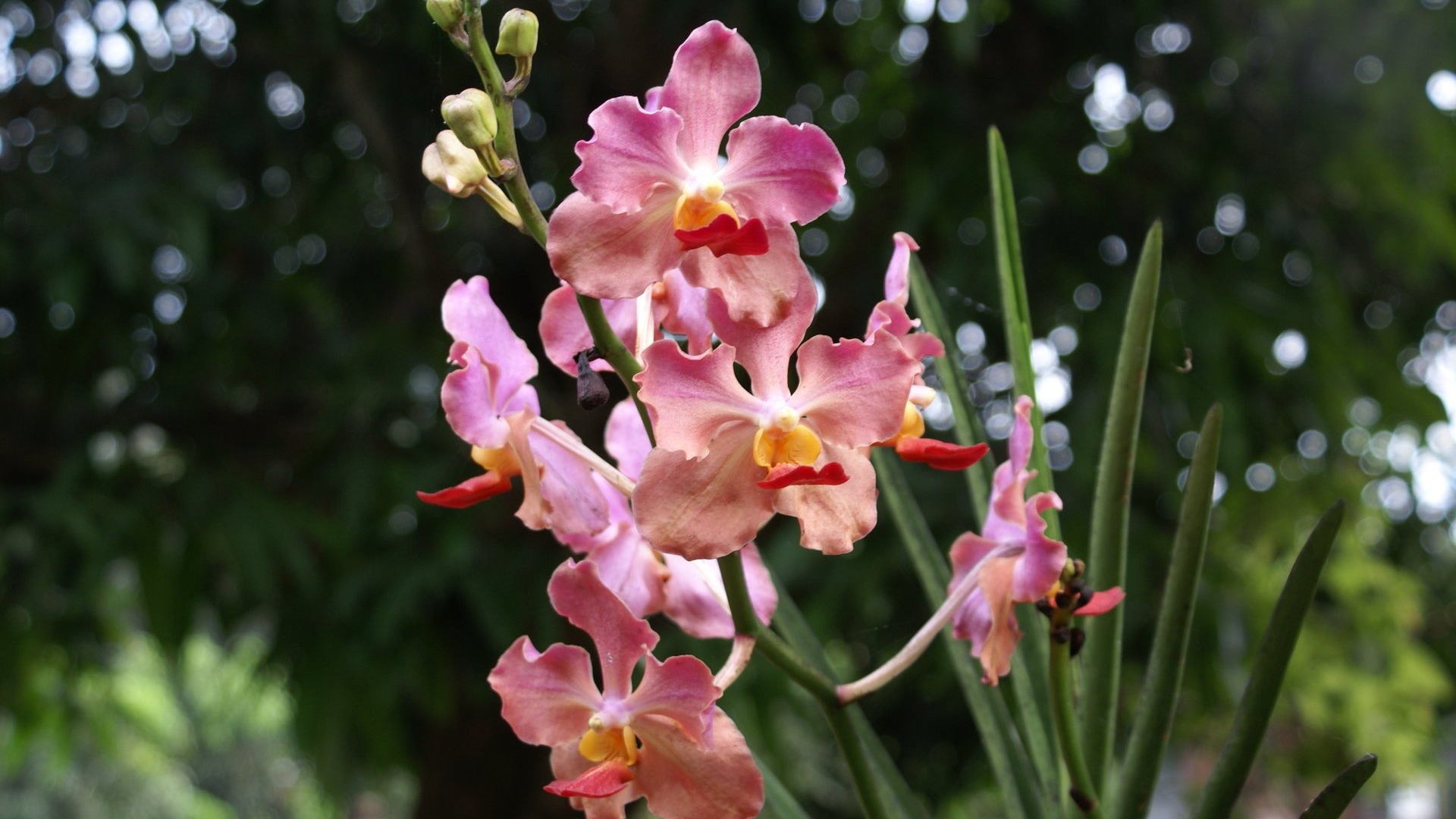 Орхидея обои фото (2) #18 - 1920x1080