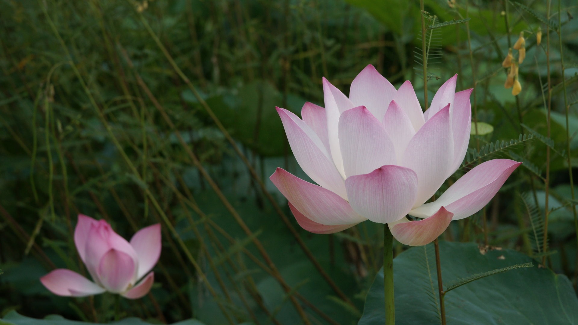 Lotus photo wallpaper (2) #7 - 1920x1080