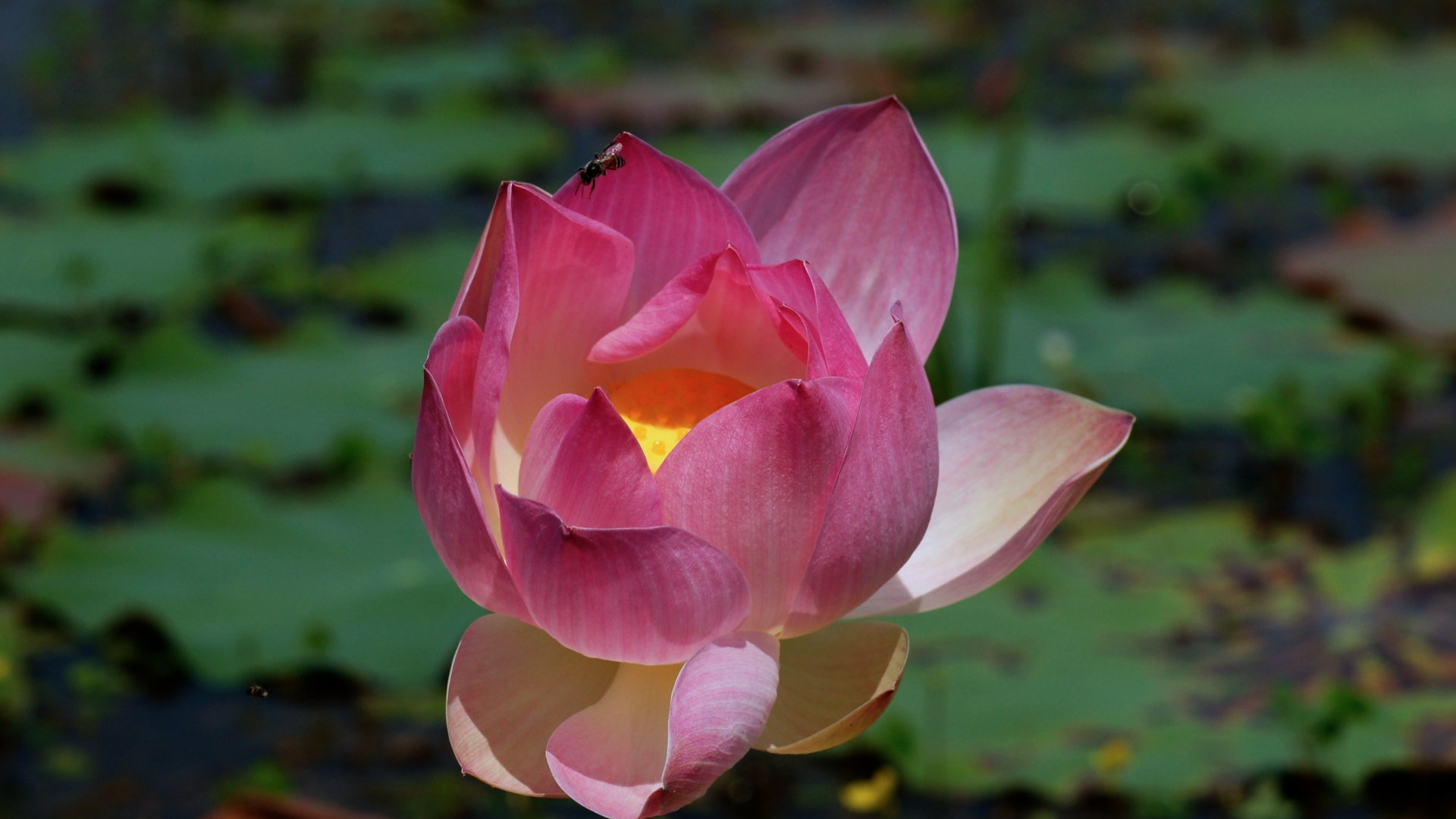 Fond d'écran photo Lotus (2) #17 - 1920x1080