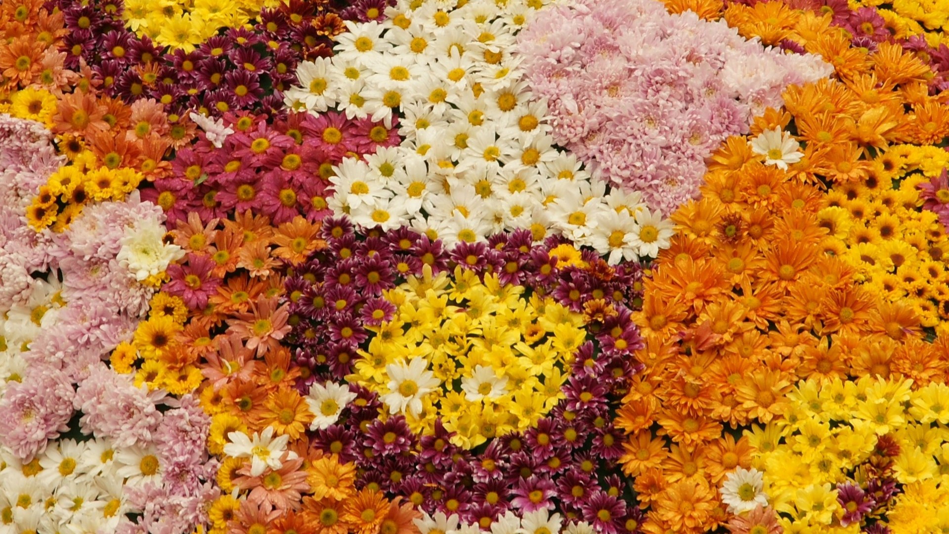 fleurs colorées décorent fond d'écran (1) #3 - 1920x1080