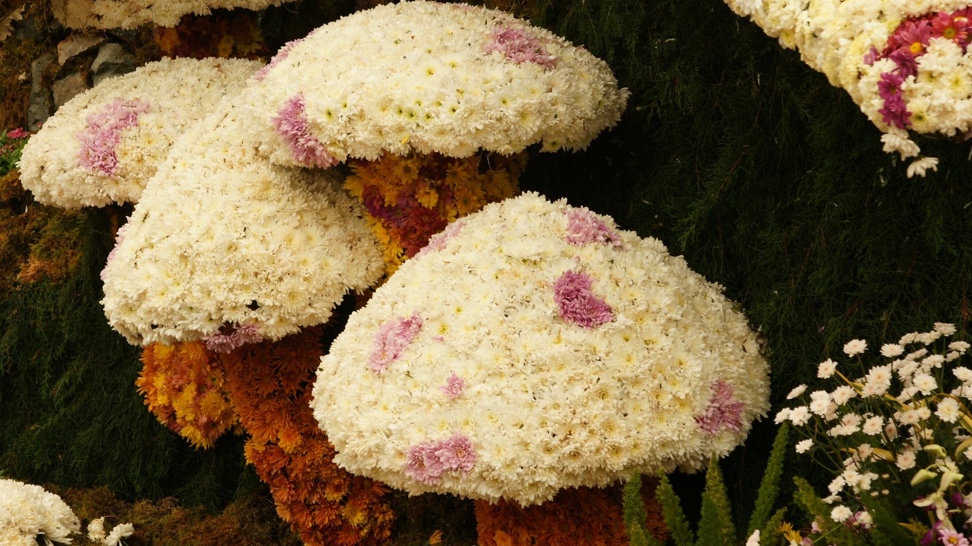 Bunte Blumen schmücken Tapete (1) #6 - 1920x1080
