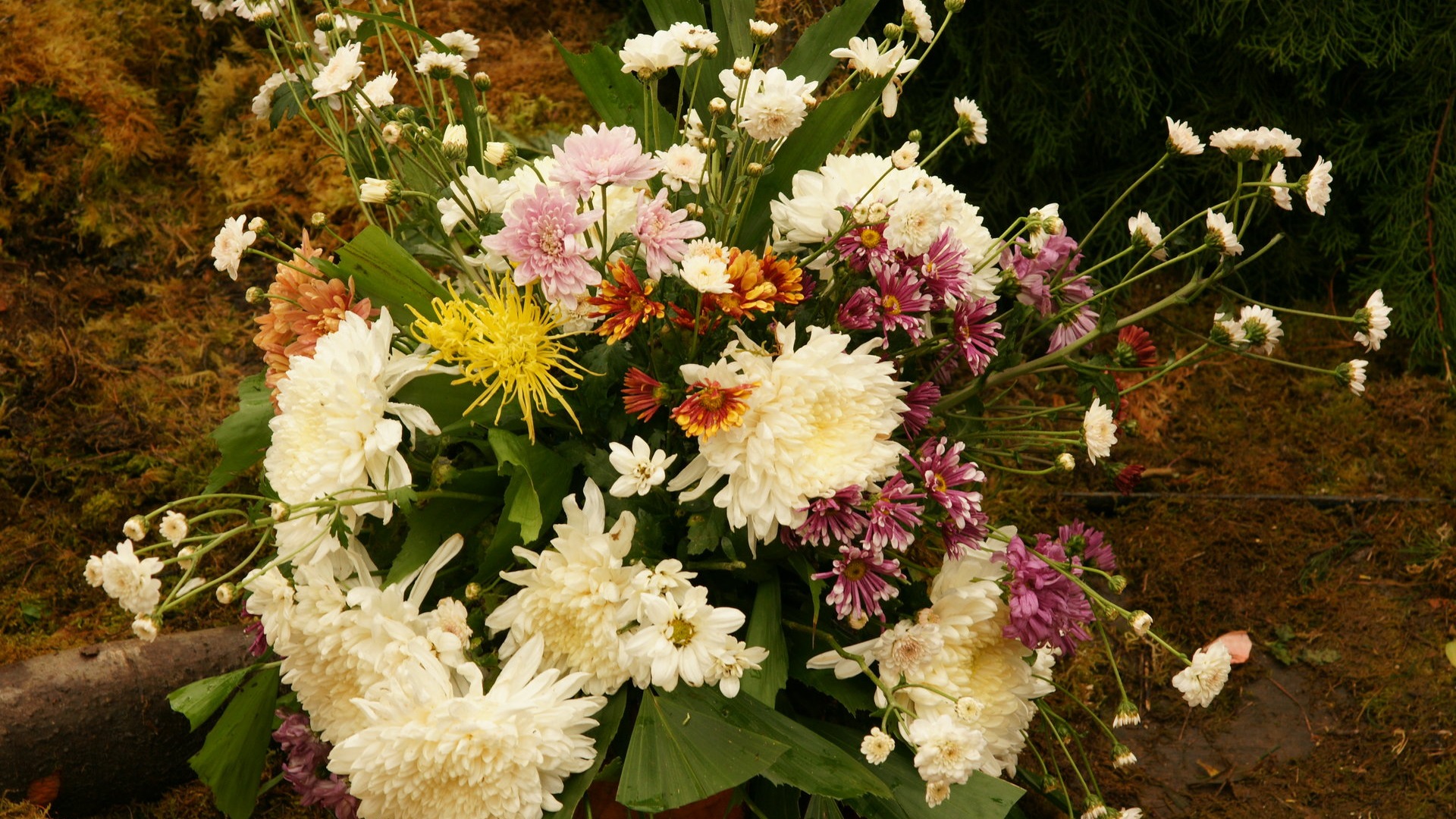 fleurs colorées décorent fond d'écran (3) #1 - 1920x1080