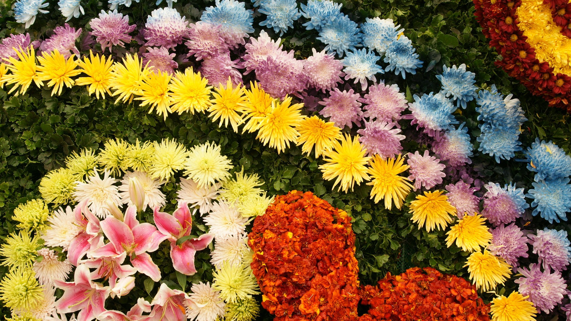 Barevné květy zdobí tapety (4) #1 - 1920x1080