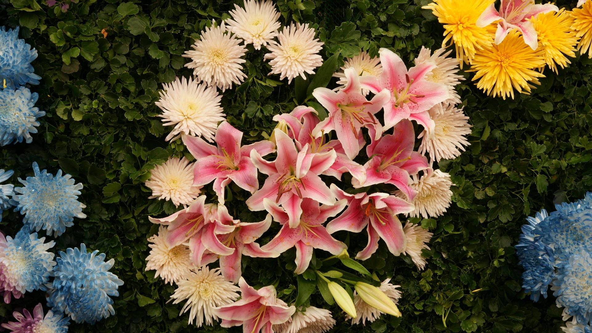 Barevné květy zdobí tapety (4) #4 - 1920x1080