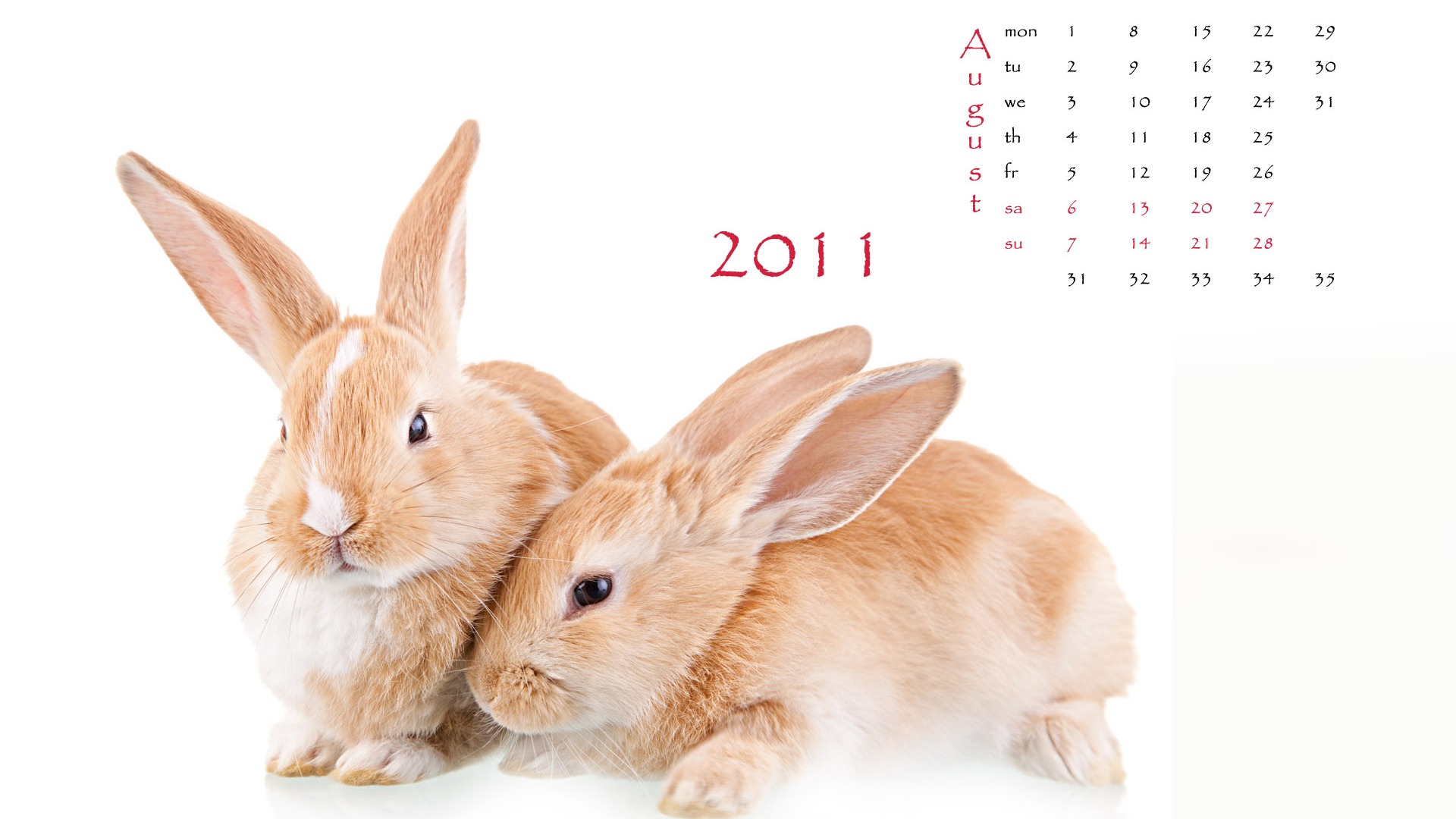 Год Кролика 2011 календарь обои (1) #8 - 1920x1080