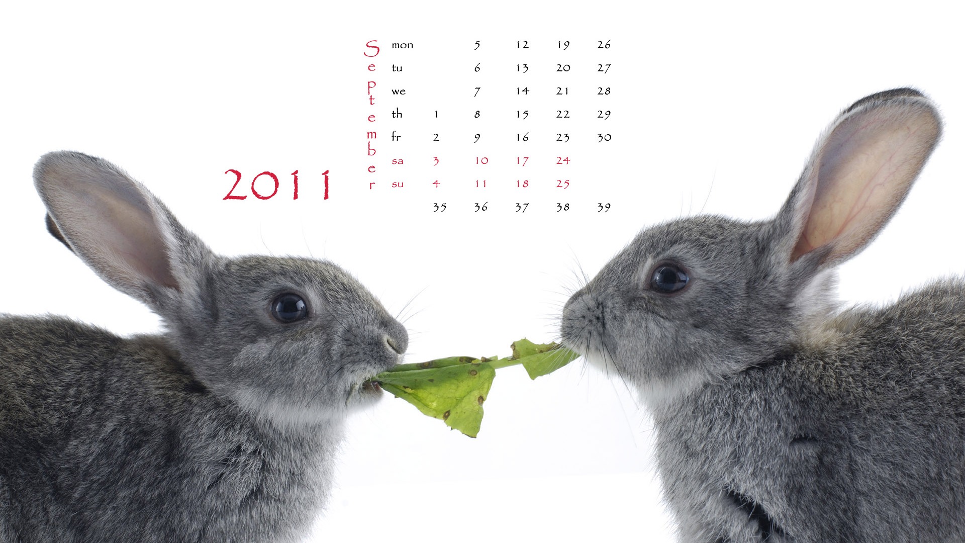Rok 2011 králíka kalendář tapety (1) #9 - 1920x1080