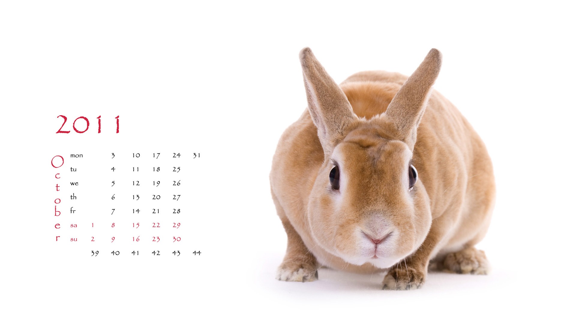 Année du papier peint Rabbit calendrier 2011 (1) #10 - 1920x1080