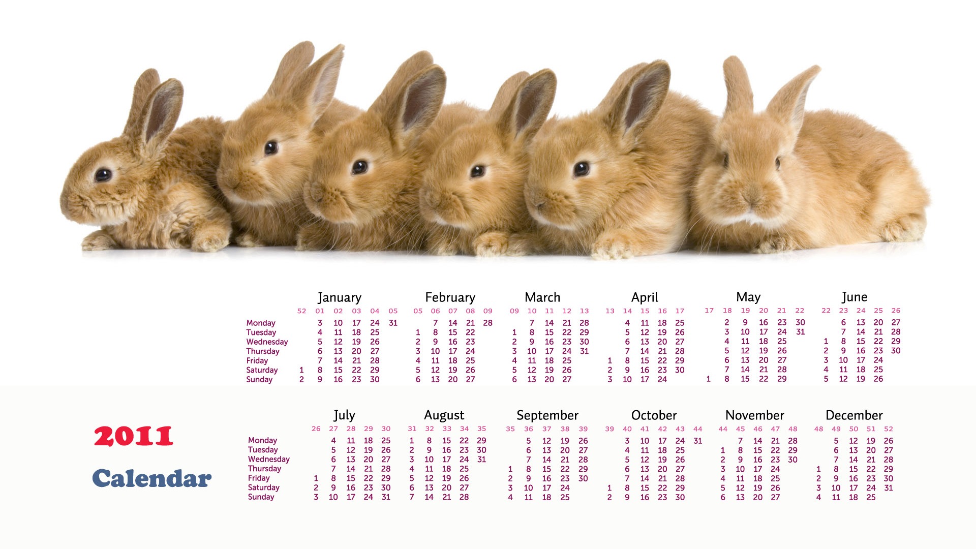 Año del Conejo fondos de escritorio calendario 2011 (1) #14 - 1920x1080
