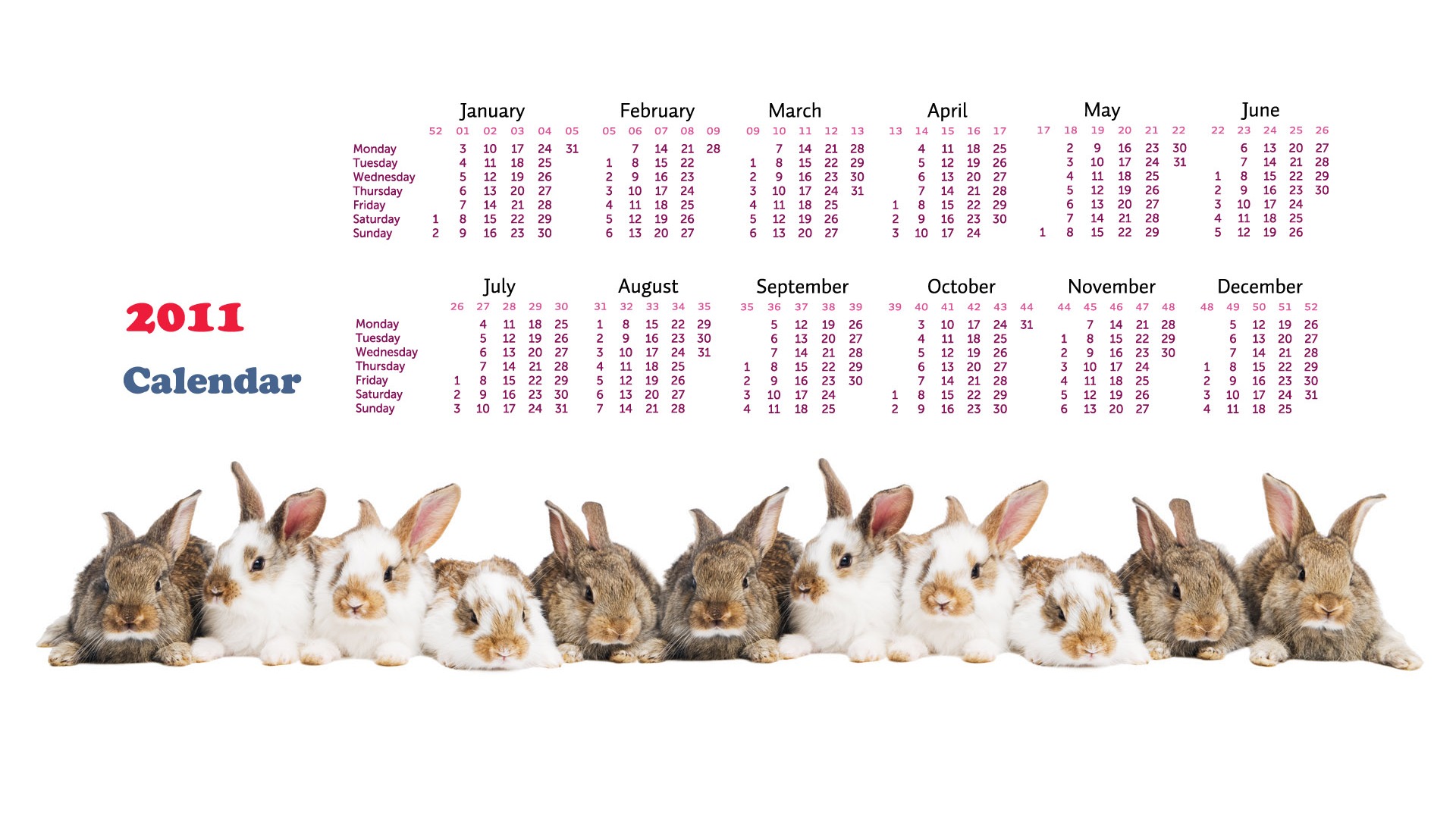 Année du papier peint Rabbit calendrier 2011 (1) #15 - 1920x1080