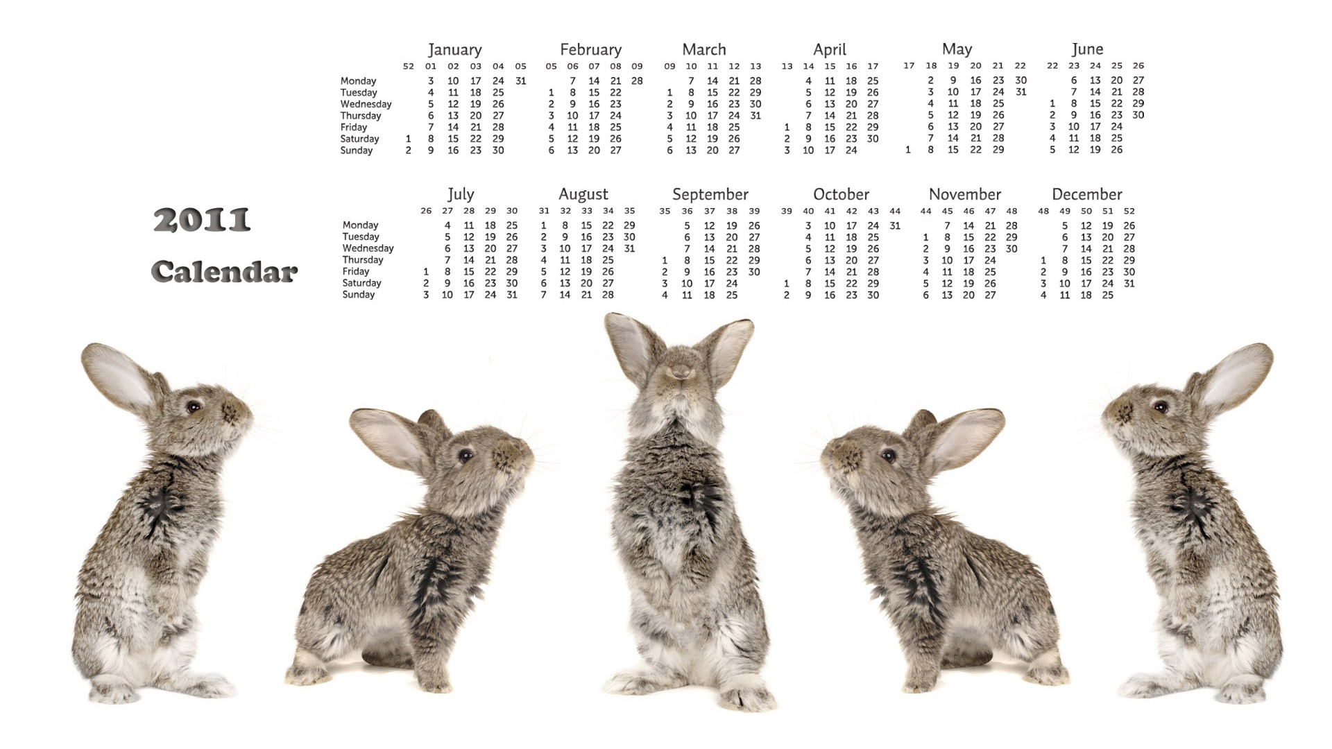 Année du papier peint Rabbit calendrier 2011 (1) #18 - 1920x1080