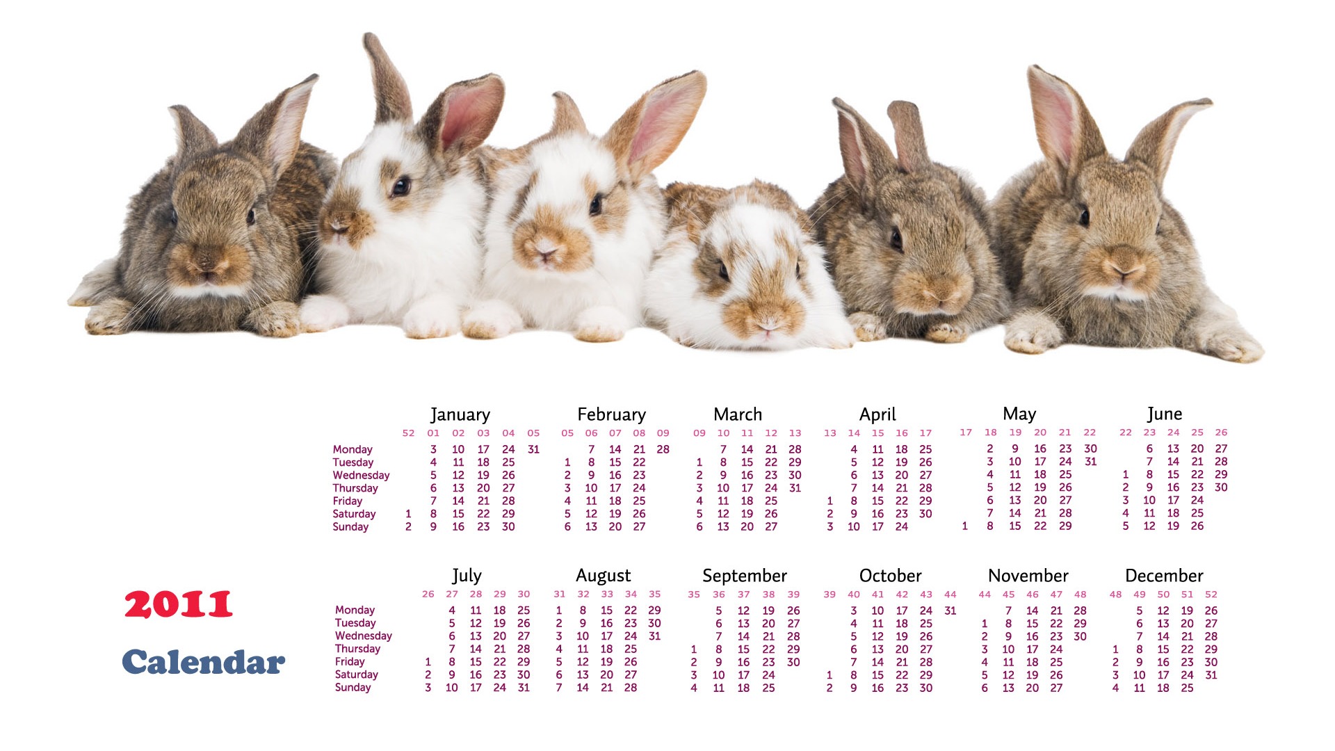 Année du papier peint Rabbit calendrier 2011 (1) #19 - 1920x1080
