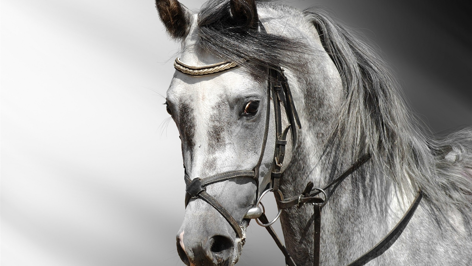 Супер лошадь фото обои (2) #9 - 1920x1080