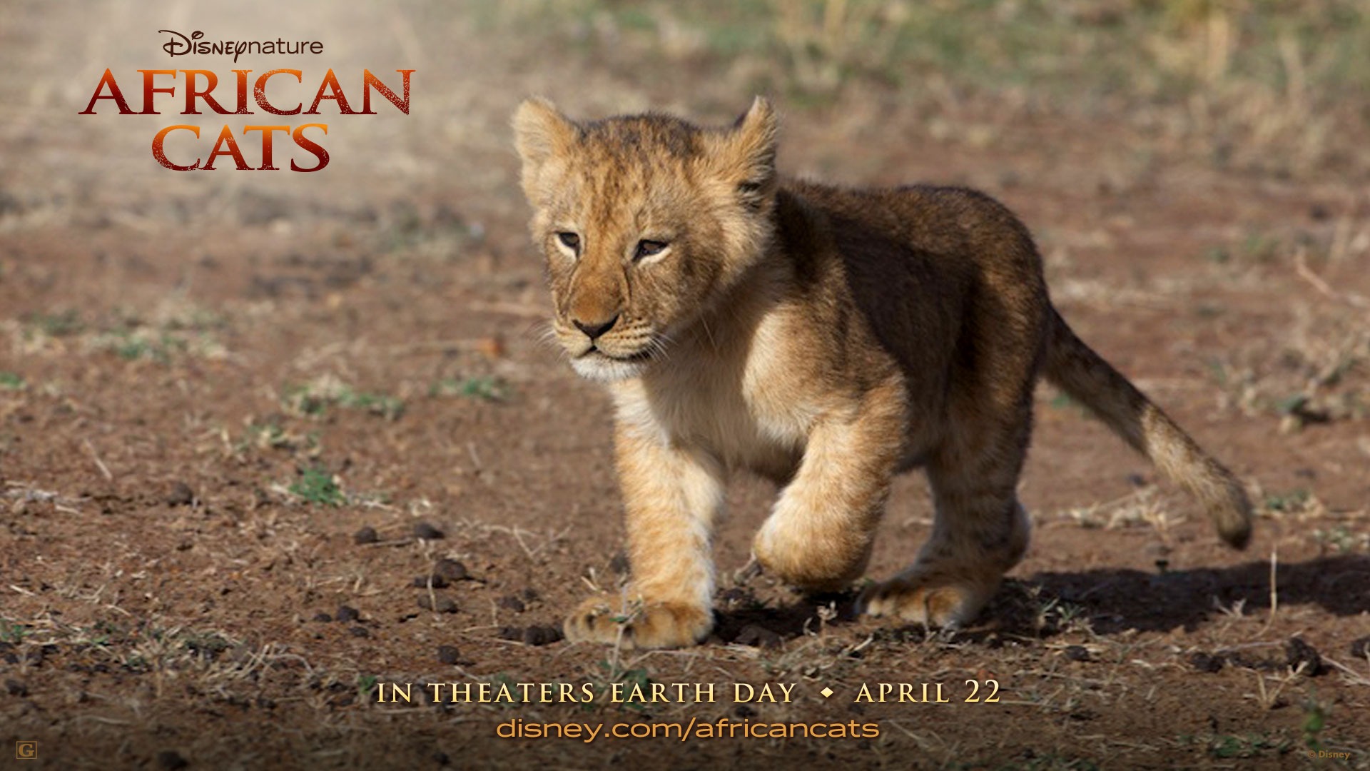 African Cats: Kingdom of Courage 非洲貓科：勇氣國度 #4 - 1920x1080