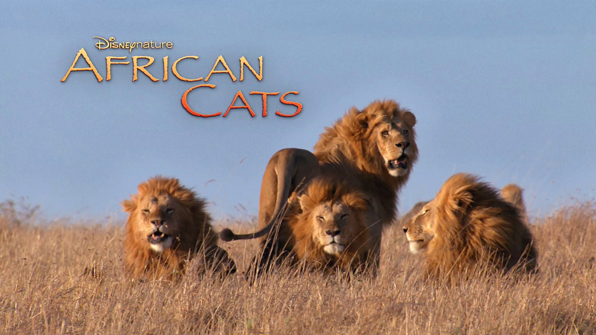 African Cats: Kingdom of Courage 非洲貓科：勇氣國度 #6 - 1920x1080