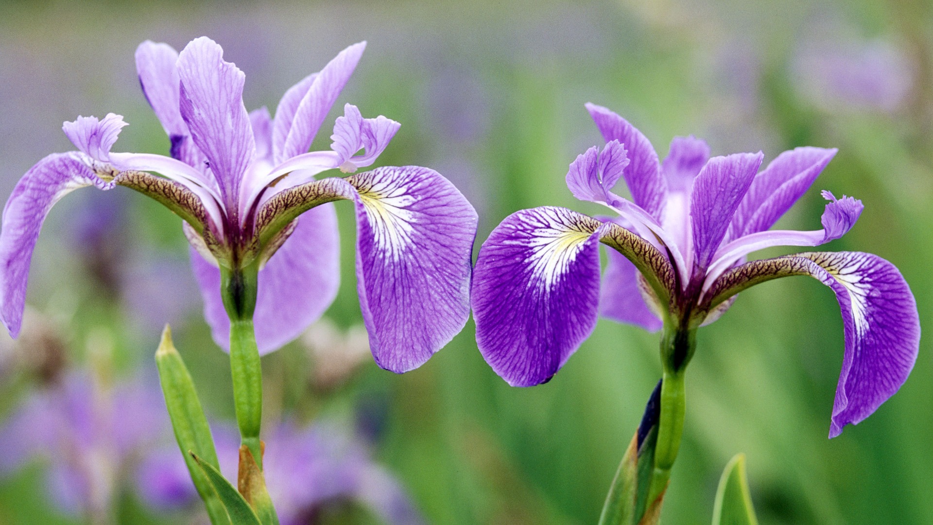 Widescreen-Wallpaper Blumen close-up (33) #6 - 1920x1080