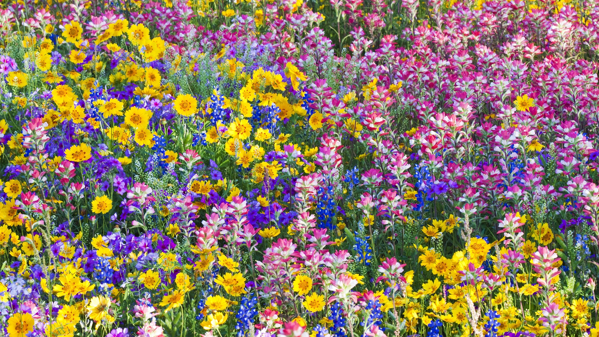fleurs fond d'écran Widescreen close-up (33) #10 - 1920x1080