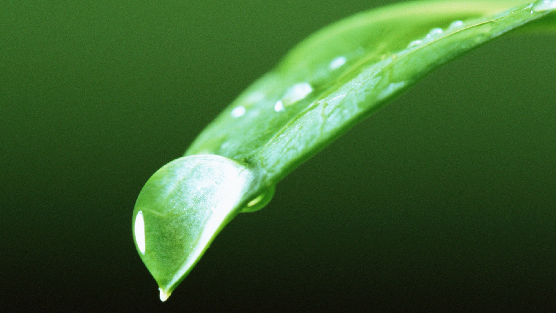 Grünes Blatt mit Wassertropfen HD Wallpaper #8 - 1920x1080