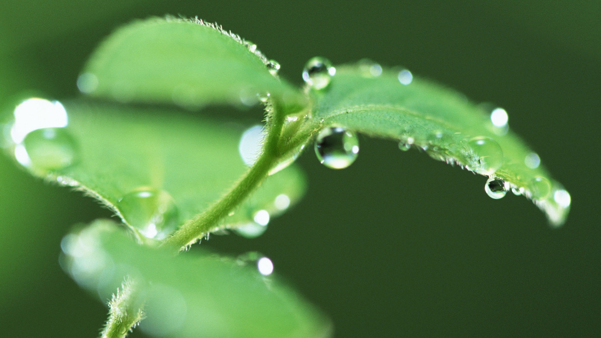 Feuille verte avec des papiers peints de l'eau des gouttelettes HD #13 - 1920x1080