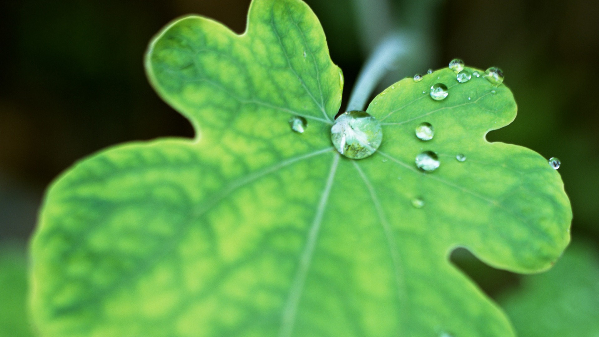 Grünes Blatt mit Wassertropfen HD Wallpaper #16 - 1920x1080