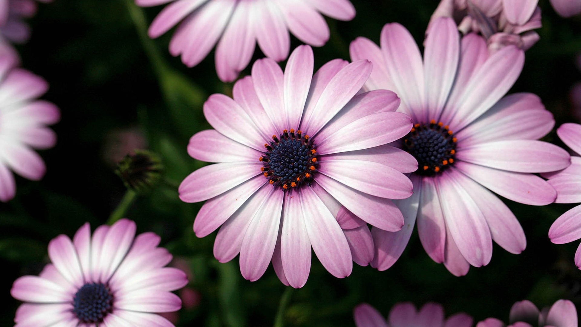 Beautiful flowers marigold wallpapers #20 - 1920x1080