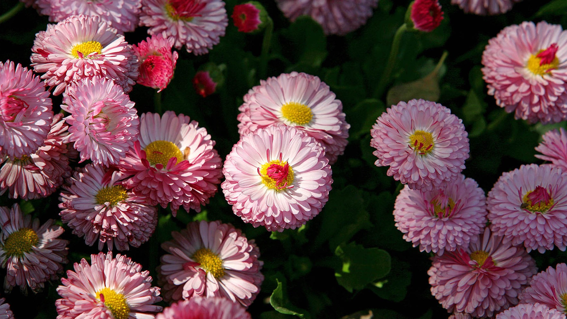 Sedmikrásky květiny close-up tapety HD #16 - 1920x1080