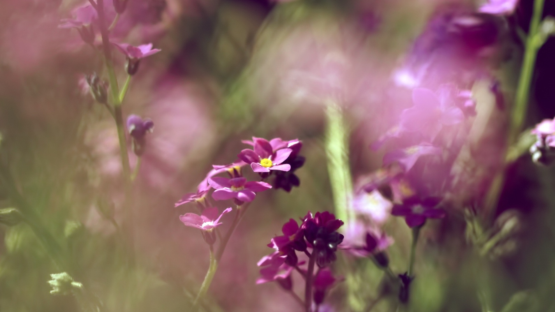 Malé a krásné forget-me-květiny HD tapetu #3 - 1920x1080