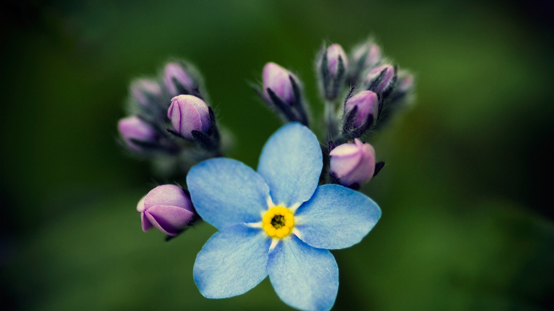 Malé a krásné forget-me-květiny HD tapetu #10 - 1920x1080
