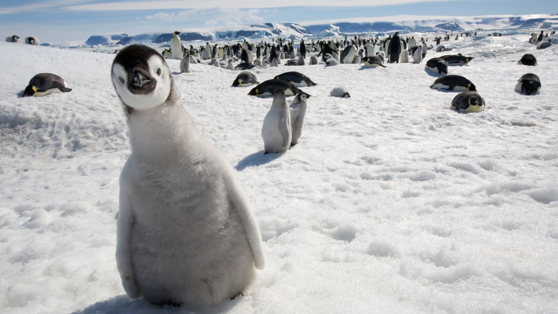 Windows 8 壁纸：南极洲，冰雪风景，南极企鹅4 - 1920x1080