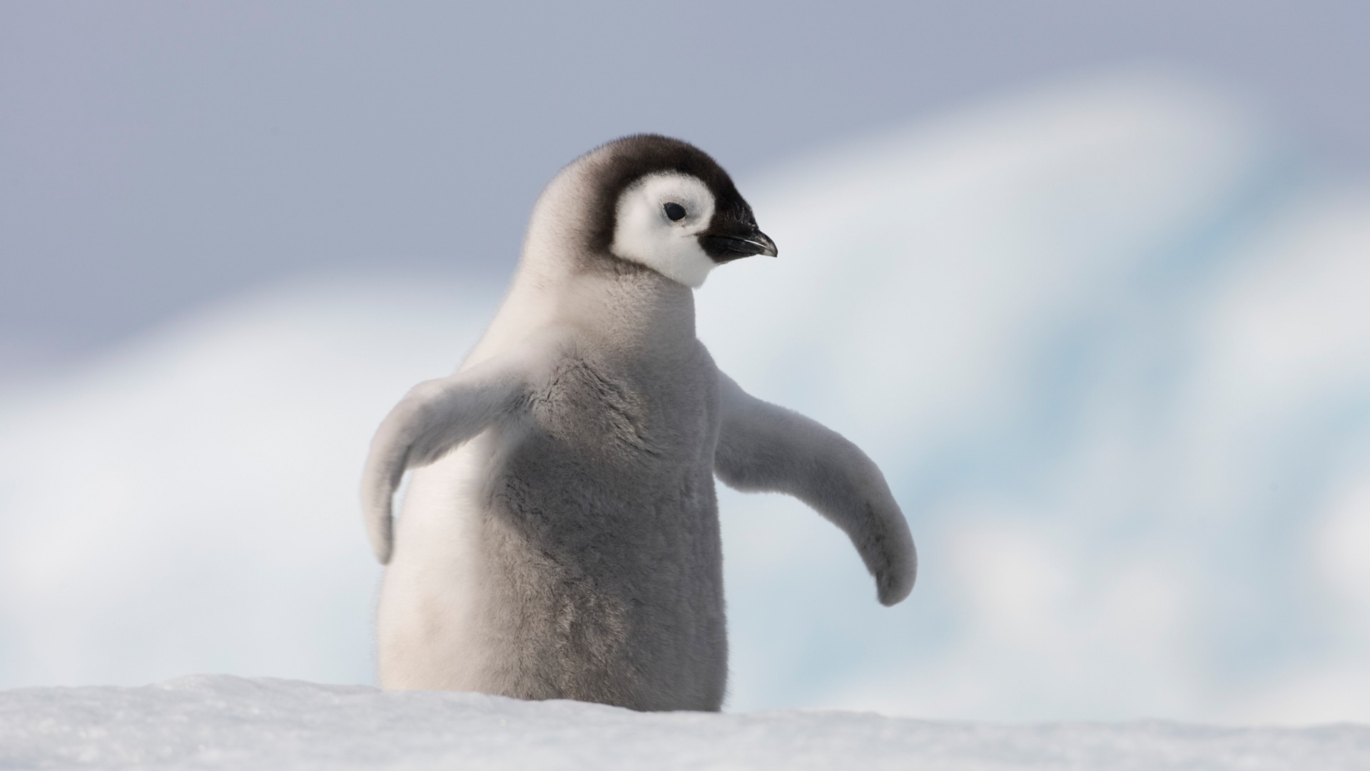 Windows 8 обоев: Антарктика, Snow пейзажи, антарктические пингвины #8 - 1920x1080